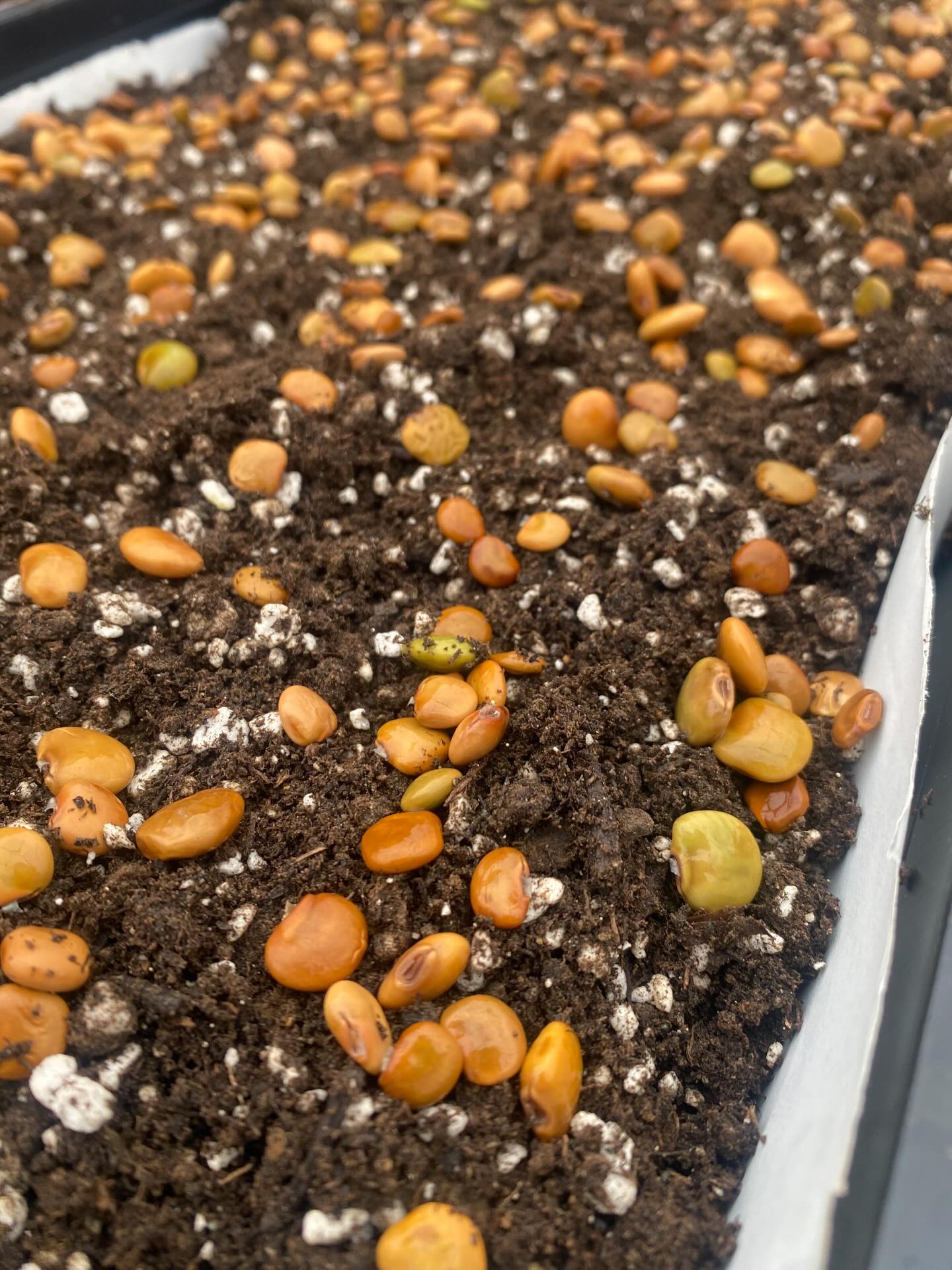 Let the germination begin! Today is a “root” day in the biodynamic calendar. For those who don’t know, Rudolf Steiner created this philosophy for all things growing. It gets very deep so we are grateful to simply follow along in our Maria Thun calendar or The Josephine Porter calendar. There are 4 categories for planting: root, leaf, flower and fruit.
Today we started jicama! It’s been a couple of years since we grew it and we are already dreaming of the early fall harvest when we get to crunch into these delicious tubers. How cool is it that it can be eaten raw?! It is also know as the “Mexican potato, True Jicama and Yam Bean, and in the original Thai, Man Kaeo.”