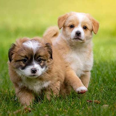 We’re excited to host a special pop-up event—Puppy Playtime! This one-hour session is designed specifically for young puppies 10–18 weeks old and focuses on safe play, proper socialization, and confidence-building during this important developmental window. All play is supervised to ensure positive, appropriate interactions for every puppy.
Pup Playtime Pop-Up Details:
Sunday, March 15th
12:00 PM – 1:00 PM
Pet Food Express Mountain View
COST: $30 Pay prior to class via Venmo, Zelle or Apple Pay
What Your Puppy Will Gain:
Safe, structured play with other puppies
Early social skills and confidence
Positive exposure in a controlled, sanitized environment
A fun and enriching experience during a critical learning stage
Spots are limited to keep the experience safe and enjoyable for all puppies. Registration is required. If you have any questions or would like to reserve a spot, feel free to reach out—I hope to see you and your puppy there! **PLEASE SHARE WITH ANY HUMANS WHO HAVE NEW FURRY FAMILY MEMBERS**