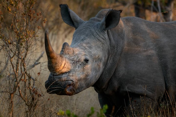 How Rhinos Are Protected in Tanzania
Rhinos are among the most endangered animals in Africa, but Tanzania is working hard to protect them through conservation efforts and strong wildlife protection.
🌿 Protected Areas
Rhinos are carefully protected in places like Ngorongoro Crater and other conservation areas where they can live safely.
👮 Anti-Poaching Patrols
Dedicated rangers monitor wildlife and patrol national parks to prevent illegal hunting.
🌍 Conservation Programs
Government and conservation organizations work together to protect rhino populations and restore their numbers.
📚 Education & Awareness
Local communities and visitors learn about the importance of protecting wildlife and preserving natural habitats.
✨ Every rhino sighting on safari is special — a symbol of conservation success and hope for the future.
—
📲 Discover Tanzania’s wildlife with Meilleur Tours:
🌐 www.meilleurtours.com
📧 meilleurtours@gmail.com
📞 WhatsApp: +255 744 391 567
—
#RhinoConservation #SaveTheRhino #TanzaniaSafari #NgorongoroCrater #AfricanWildlife VisitTanzania MeilleurTours SafariExperience