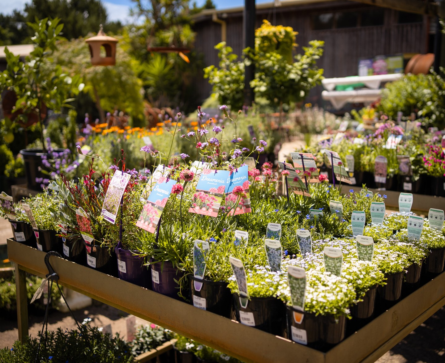 Low-growing colour and coverage through summer.
Groundcovers like Dianella, Pratia, and Verbena are ideal for filling space, supporting soil health, and keeping garden beds looking alive between seasonal plantings.