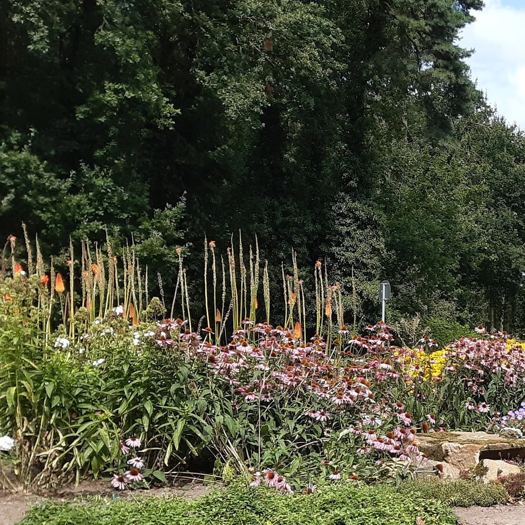 Tuin in Spelle-Venhaus Dld. Een prachtige bloemenzee in de voortuin. Ontwerp 2019-2020.