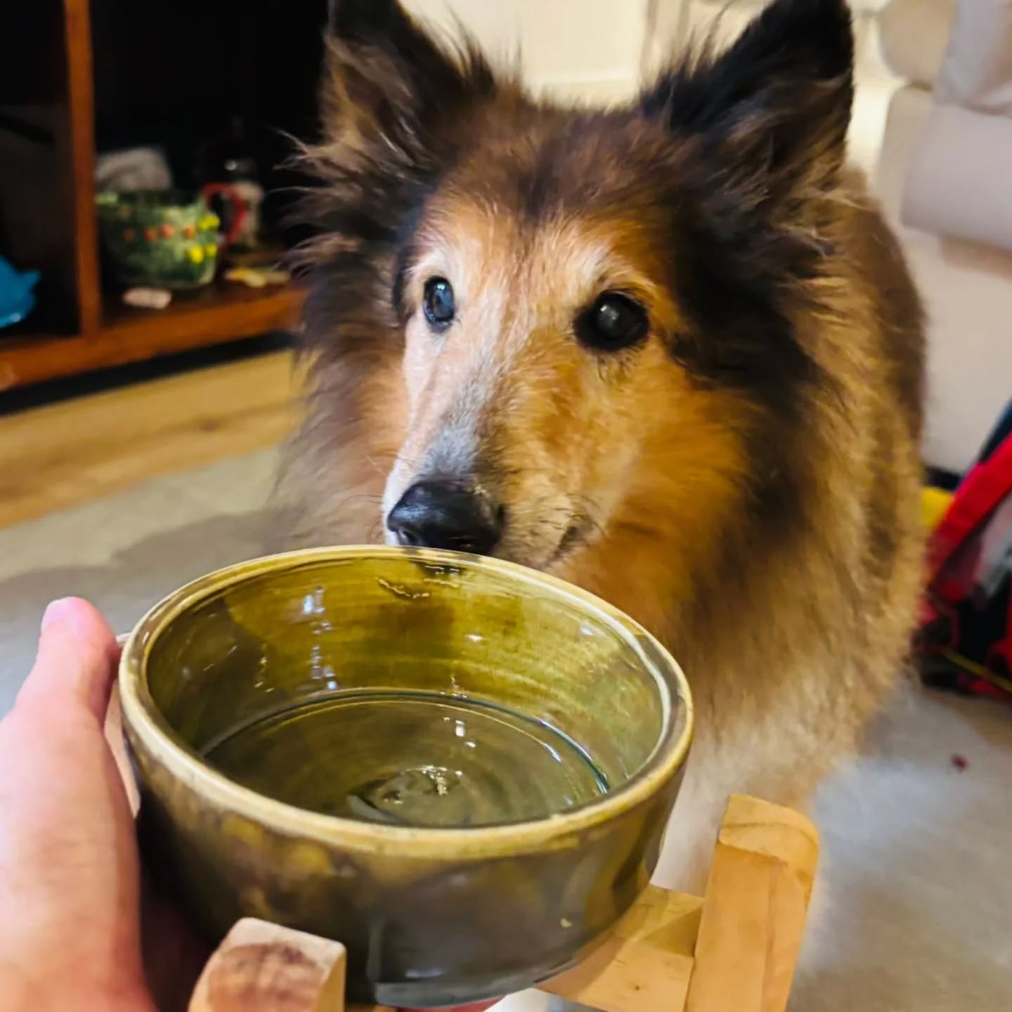 Bone appetite! A handmade dish for the most deserving dish-licker, made by our young artist on the pottery wheel.
@angelawongyy
#lantaupottery #hkdog #kidscreate #handmadehk #hkpet
