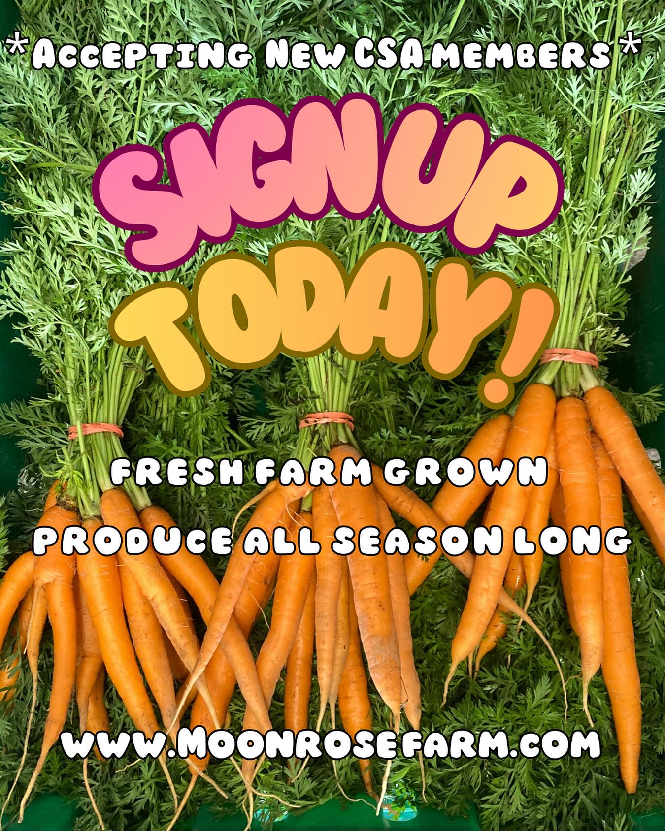 If you’re looking for a reliable source of fresh vegetables this season, our CSA might be a great fit. We’re now enrolling members and we’d love to be your farmers for the year ahead. 🌱
Each week you’ll choose 5 or 8 vegetables from what we’re harvesting. Members also receive a weekly email with recipe ideas and notes from the farm so you can follow along with the season as it unfolds.
Joining a CSA is one of the most direct ways to support a local farm—especially at the start of the season when we’re planting, investing in the fields, and preparing for months of harvests.
Spring CSA begins May 2
Main Season CSA begins June 6
We’re celebrating our 10th year of offering a CSA, and we’d be honored to grow for you. Learn more and sign up at the link in our bio.
