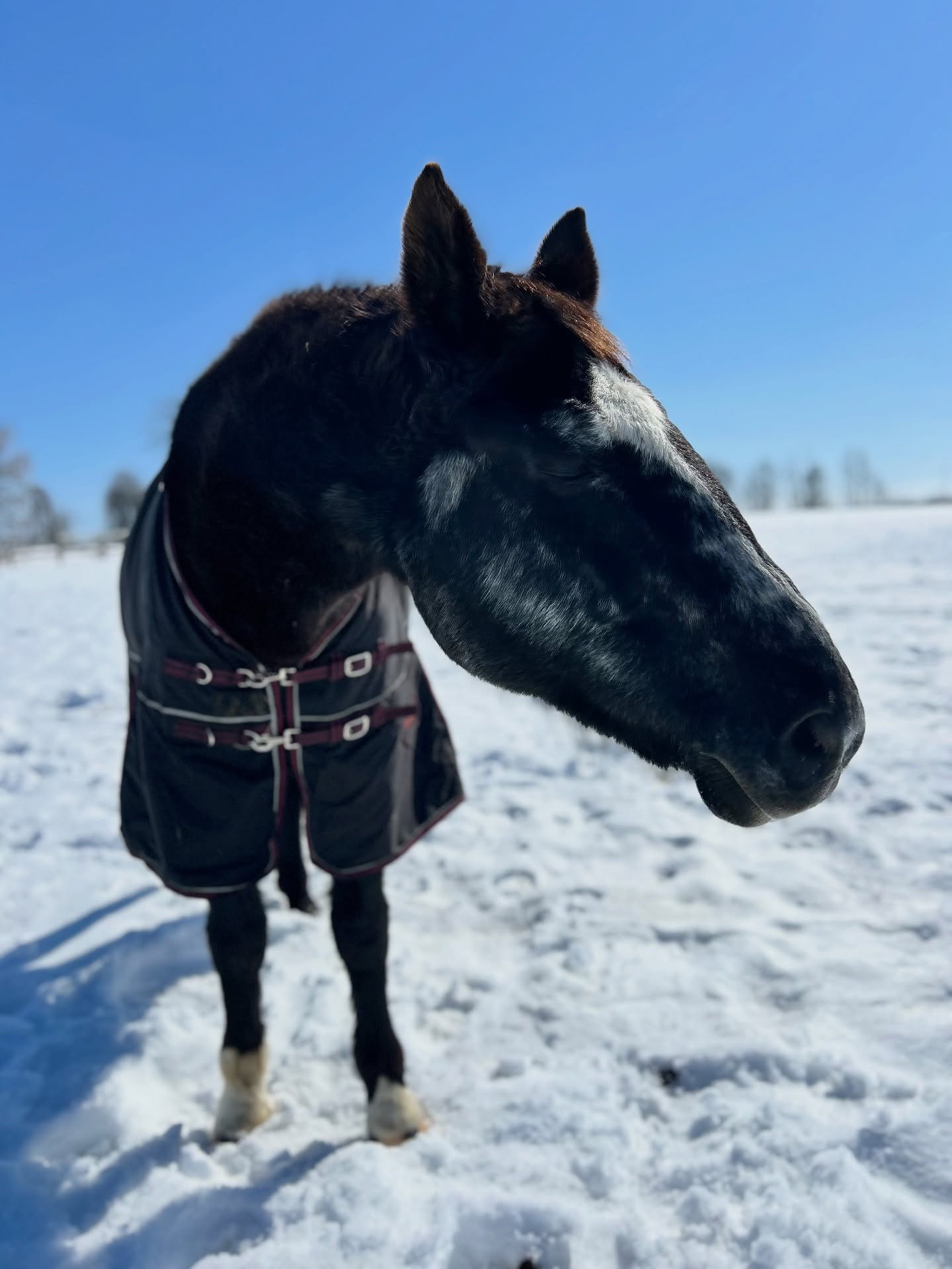 That first taste of spring sunshine โ๏ธ๐ท๐ฟ
๐ธ: Teddy soaking it all in ๐
#tufftherapeuticridingfoundation #tufftherapeuticriding #firsttasteofspring #marchsunshine #tuffhorses