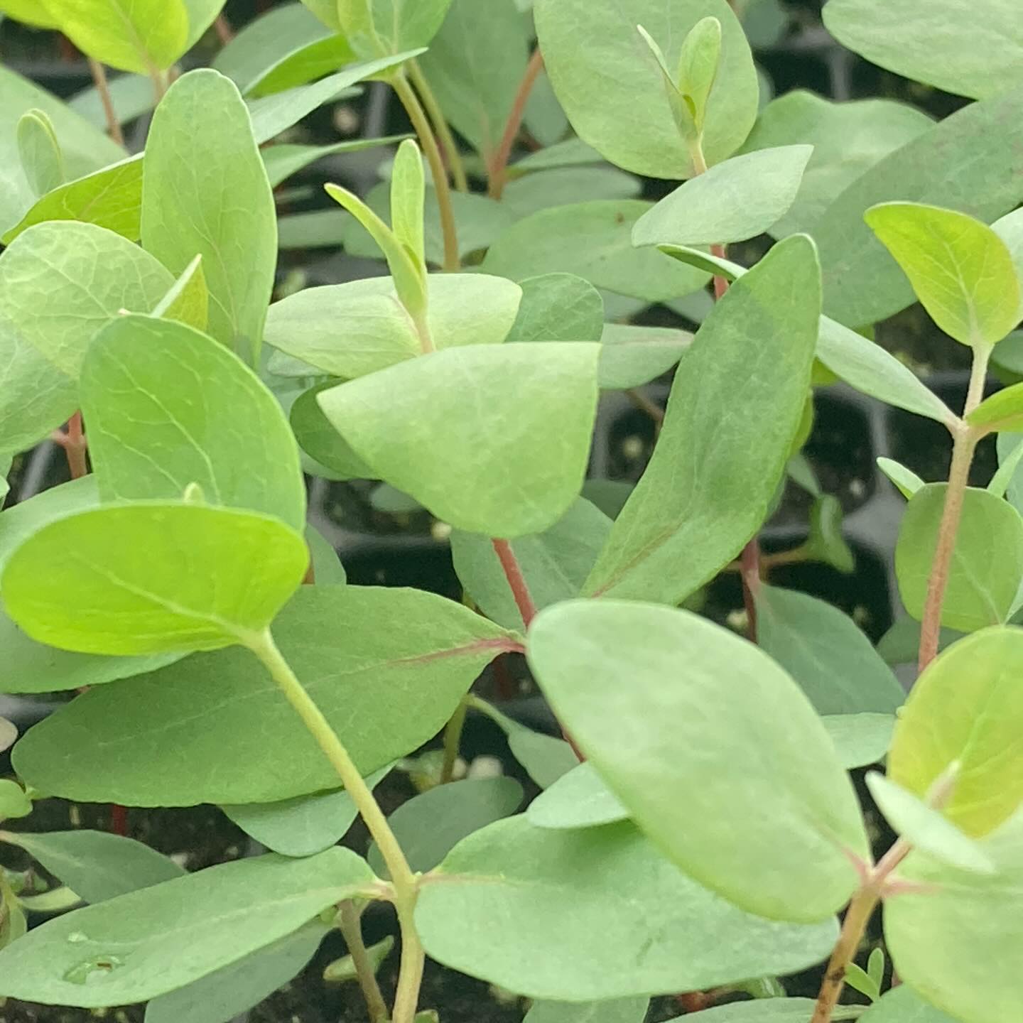 Already fragrant, these Eucalyptus babies are ready to plant.
#roundtreefarmgreenhouse #spring2026 #greenhousevibes #eucalyptus
