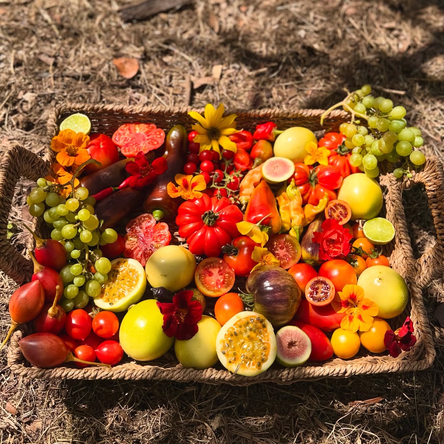 It’s a first - sweet Hanepoort grapes 😍👌 super stoked to add them to the harvest list. They’re all packed and ready for our boat ride and picnic up the Keurbooms River today. Otherwise composted the tamarillos - good to give them a boost whilst ripening, and picked the last of the Bush Bennings Green Tint marrows - they successfully beat the pumpkin fly by being thickly covered with a layer of mulch since young. Sowed lots of winter seed - been a good busy weekend. Have a happy Sunday everybody 🌱❤️ Hope you all have some fun today xx
#growyourownveggies #organic #delicious #vegetables #herbs #fruit #lunarplantingcalender #vivalife #permaculturesouthafrica