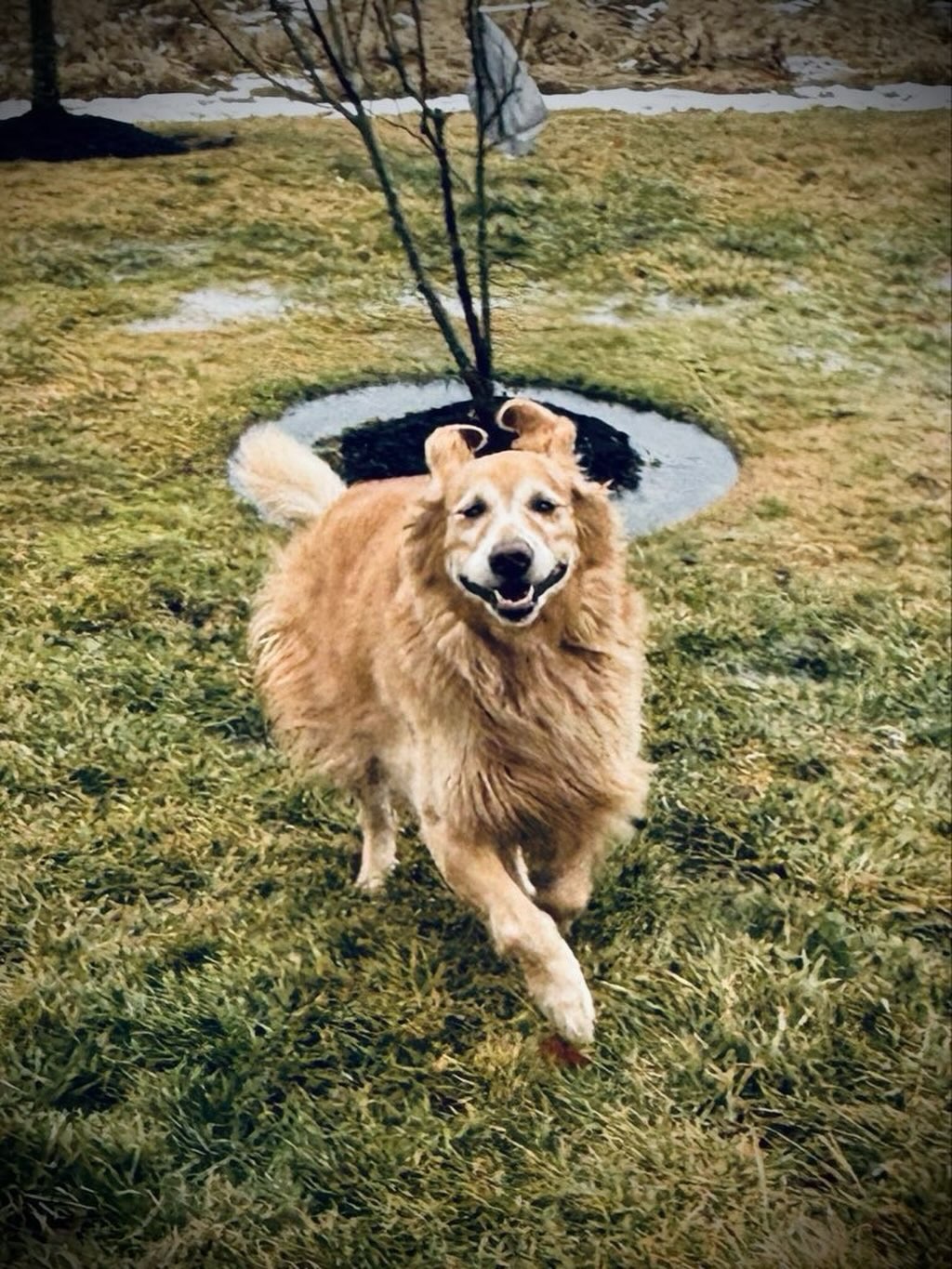 Please help us with the happiest 8th birthday to one of the happiest and handsomest (itโs a word now!) boys we know! We love you, Bailey Boy!! ๐๐#happybirthday