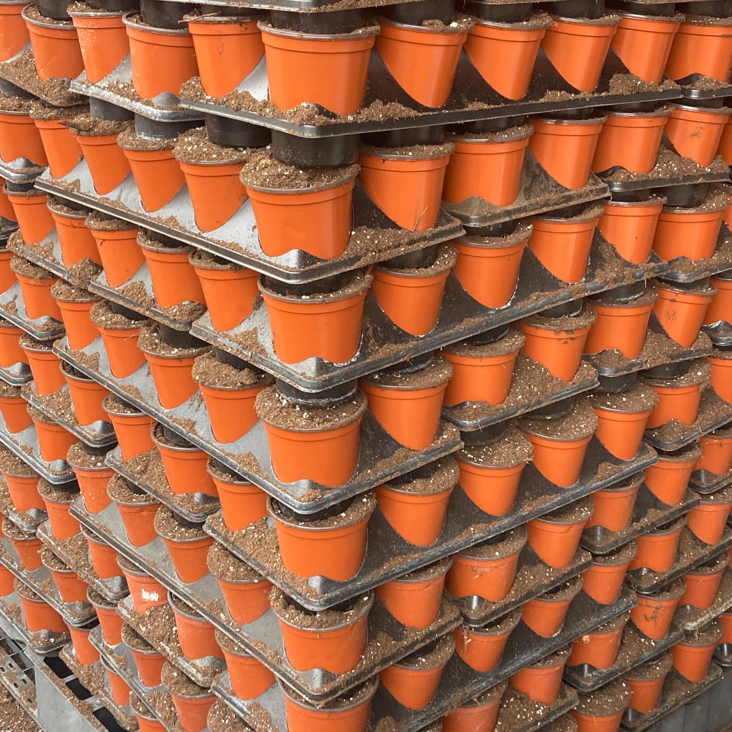 Just my opinion but with the right angle and lighting just about anything can be an interesting photograph…including a random stack of pots waiting to be planted.
#roundtreefarmgreenhouse #spring2026 #greenhouselife