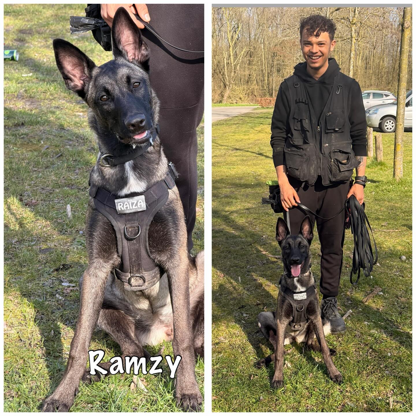 Raïza kwam in begeleiding omdat er Bijtgedrag was. Deze knappe Mechelaar blafte naar prikkels en wou happen naar mensen. Gelukkig verwees de dierenarts door en konden we vroeg beginnen werken aan de oorzaak. Met de nodige tips en betrokkenheid van de begeleider ontwikkeld Raïza zich uiteindelijk tot een stabiele in plaats van een bange en onzekere hond. Goed gedaan Ramzy 👌🙌.
We doen ons best en werken zeker verder 🐾
Dit is wat de begeleider schreef:
“Ik ben bij johan terecht gekomen via mijn dierenarts, ik heb een teefje mechelse herder van toen 12 weken en na de 1ste week les was er al heel veel verschil. Aangezien ze nog jong was en naar mensen dat ze niet kende blafte en hapte. Na Johan zijn tips ben ik blijven door werken, nu is ze 6 maanden en al het “agressie” is er volledig uit en luistert ze heel goed naar mij”. #mechelaar #mechelseherder #reactievehond #gedragstherapie #hondentraining