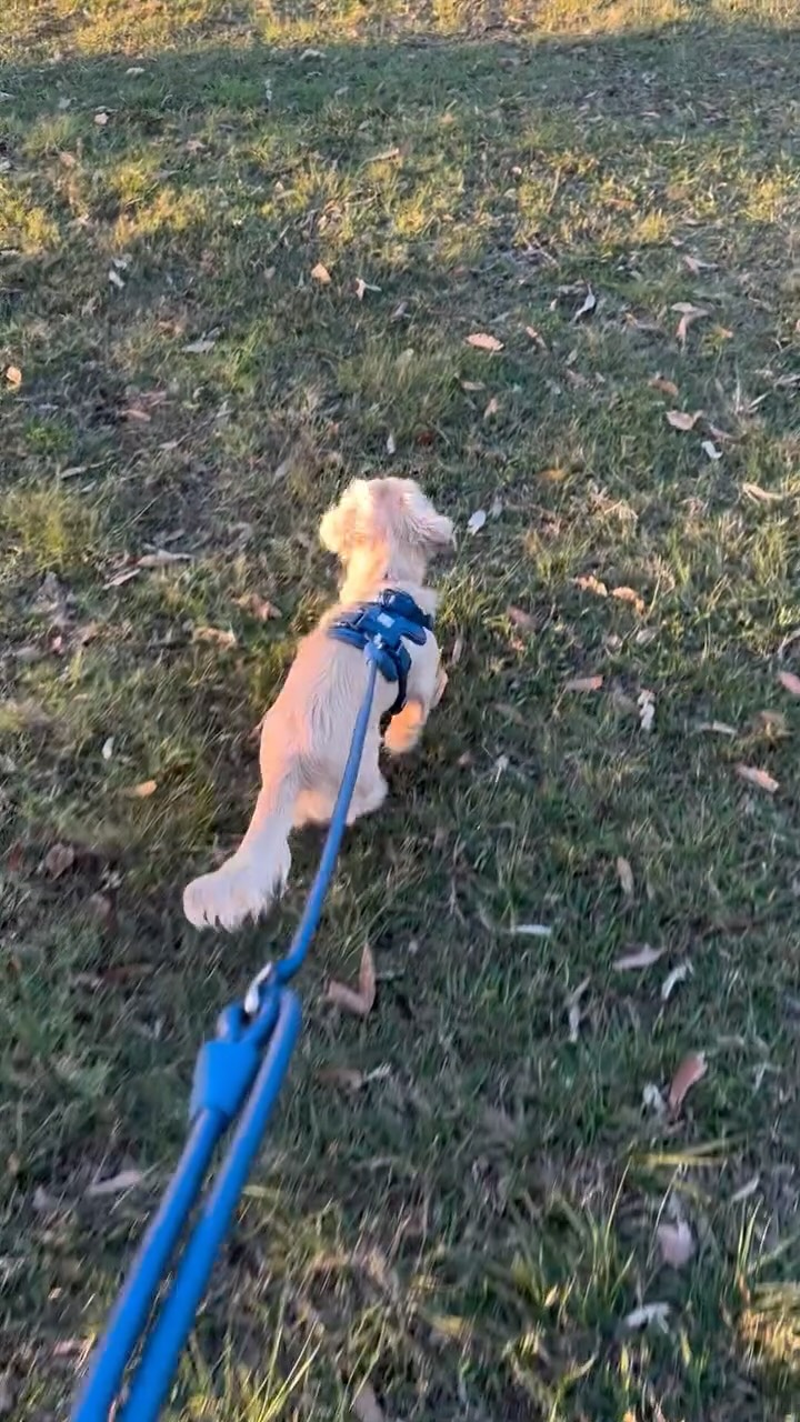 Afternoon walks… done right ✨🐾