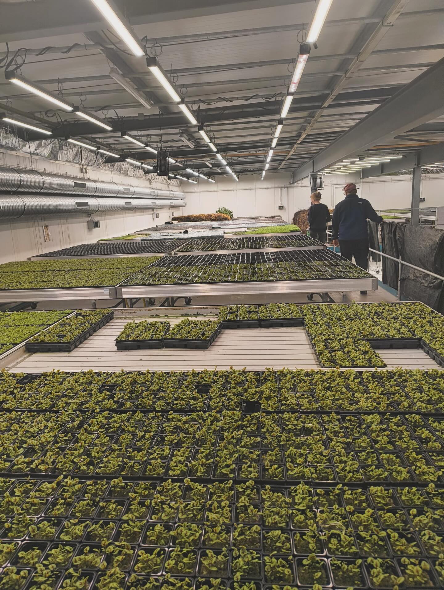 Zu Besuch bei @esprosprossen 🌱
Wir durften unseren Partner Espro in Uetendorf besuchen🤝!
Ein äusserst spannender Familienbetrieb, welcher seit 1990 unzählige Sprossen, Blüten, Kresse (auch „Microgreens“ genannt) aller Arr produziert🌱!
Fréderic Amstutz und seine Tochter Valérie führen das Geschäft gemeinsam, entwickeln immer wieder neue Kräuter mit modernster Standards und liefern ihre Produkte an Gastronomiebetriebe in der kompletten Schweiz🌱🇨🇭!
Wir haben grosse Freude an den „Microgreens“ von Espro und freuen uns auf die weitere Zusammenarbeit🤝💪!
#freibankbern #espro #eatlocal #microgreens