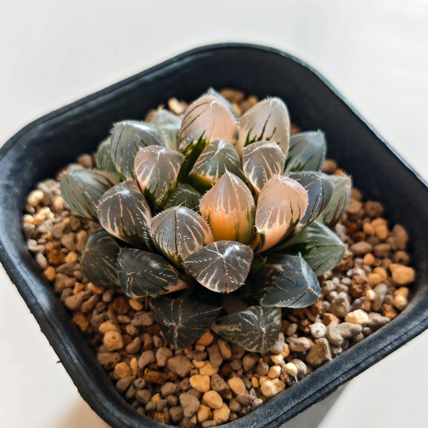 Haworthia Obtusa Akasen Lens Variegated
Outdoors shaded sunlight
Watering once every 6-7 days est
#haworthiaakasenlens #haworthiavariegated #haworthiaobtusavariegated #haworthiacollection