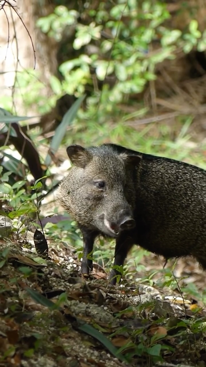 A peaceful encounter with a White-collared Peccary.
Birdwatching goes beyong seeing and identifying birds. It is a practice of stillness, learning to be quiet, present, and respectful within a living landscape. When we move mindfully, animals sense that calm. They feel safe. And sometimes, they allow us into their world.
The White-collared Peccary (Pecari tajacu) moves through the forest guided by scent, awareness, and strong social bonds. Recognizable by the pale “collar” across its shoulders, this widespread Neotropical mammal ranges from the southern United States through Mexico, Central and South America. Living in cohesive groups, they play an important ecological role in tropical forests, feeding primarily on fruits, seeds, roots, and other plant material, influencing seed survival and forest regeneration.
Despite their resilience, White-collared Peccaries are sensitive to disturbance and remain only where they feel calm and secure. Their presence is often a sign of relatively intact habitat. Moments like this remind us that mindful birdwatching is not only about observing wildlife, but about becoming a peaceful presence, still enough that the forest continues its life around us.
#birdwatchingmexico #Birdwatching #birdconservation #birdwatchingtours #wildlifetulum wildlifemexico pecari mindfulbirdwatching yucatanbirds birdwatchingtulum birdphotography conservation
wildlifephotography travelmexico