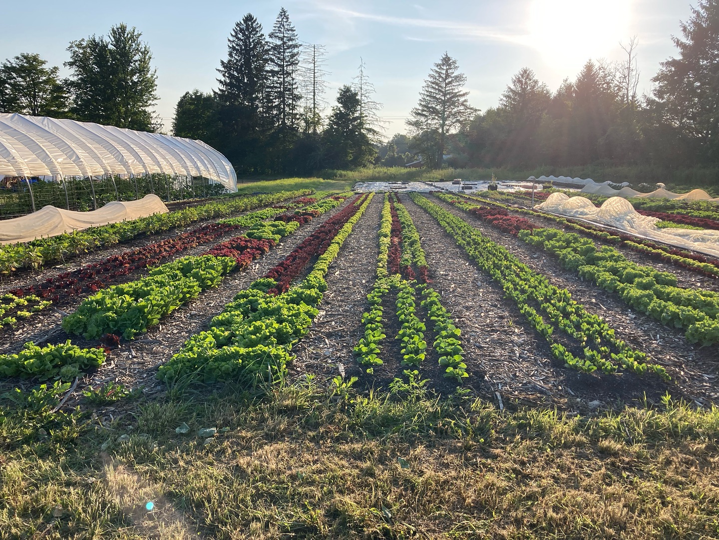 C S A M E M B E R S H I P🥗
Live near the Groton, NY area? We’re excited to announce we’re doing a farm pick up CSA this season! It will be June 12th-September 26th, and sign up begins NOW-June 1st. You may be familiar with this abbreviation or you may be thinking what is a CSA? Either way, if you want to know more, visit our website we have linked below! We’ll have lots of fresh and delicious produce this season and we look forward to filling your tables with color!
Membership spots are limited so go check it out⬇️
https://www.farmerbrownsmarketgarden.com
.
.
.
#csa #csamembership #farmpickup #certifiednaturallygrown #notill #smallscalefarming #farmtotable #freshproduce #farm #farming #farmers #farmerbrownsmarketgarden