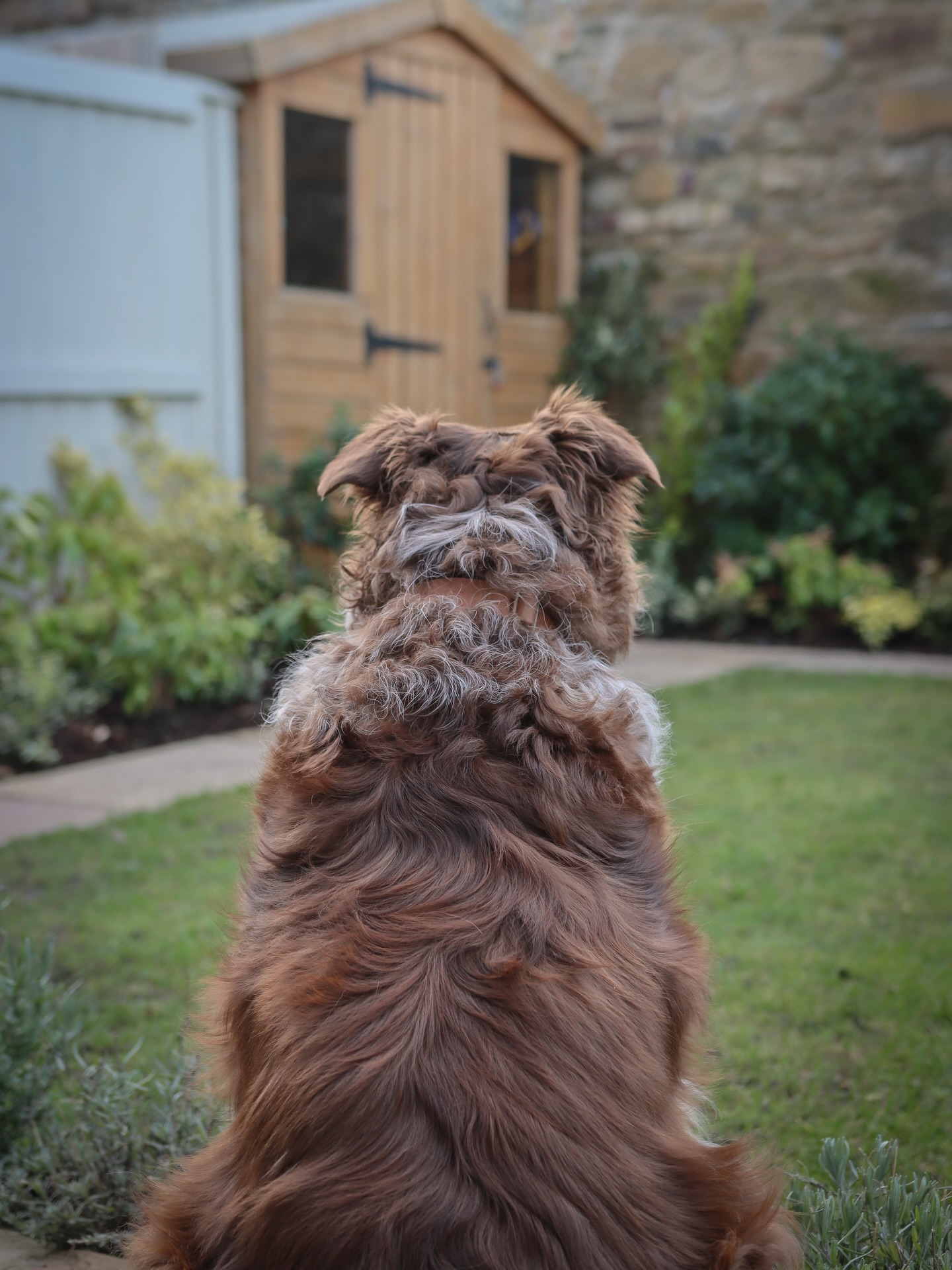 Every staycation garden needs security… and Chester takes that personally
In amongst all the stress of the car accident, we’re heading off on a @pawsandstaytravel inspection in Northumberland today, and honestly I think this little supervisor is more than ready for the job. He’s been very on edge since the crash so a little change of scene feels very needed right now 🤎
Chester is already prepared to patrol the boundaries, inspect the sniff spots, and make sure the garden meets his very high standards!
Crumble on the other hand takes the job of making sure the interior is up to her comfort level! 😂
Official review pending…