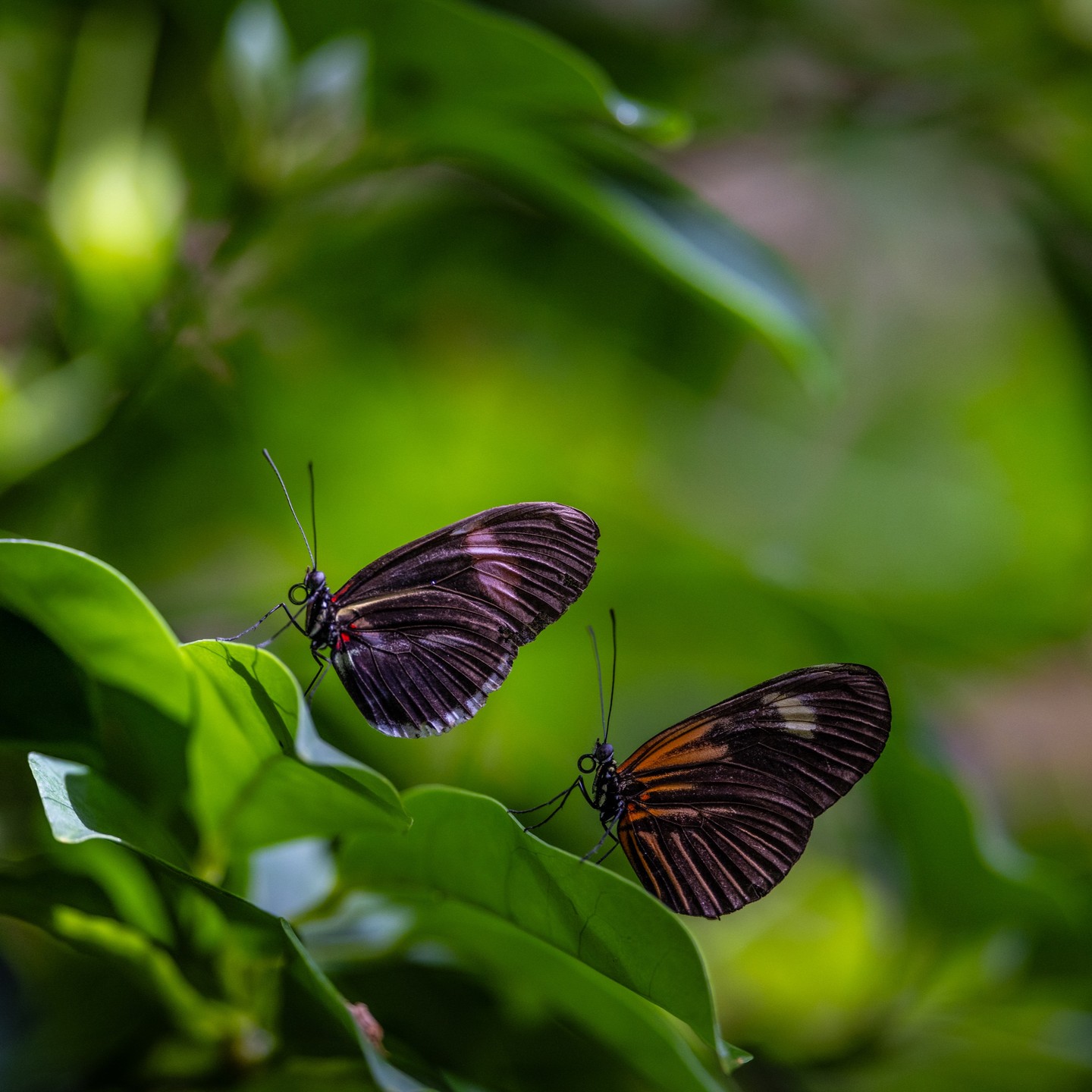 Butterfly Shots: In my latest Youtube Video on my channel @DesignShootBuild you can come with us on an adventure through diverse landscapes of Colorado as we photograph some stunning wildlife with the Canon 100-300 RF 2.8 lens. Experience the beauty and challenge of wildlife photography in some of Colorado's most beautiful locations. These shots were capture at the Colorado Butterfly Pavilion.
@canonusa @butterflypavilion
#wildlifephotography #wildlife #wildlifephotographer #wildlifepictures #wildlifelovers #nature #natureinspired #ourplanet #colorado #rockymountains #coloradolandscape #landscapephotography #canonwildlifephotography #canonRF100-300 #canonR5