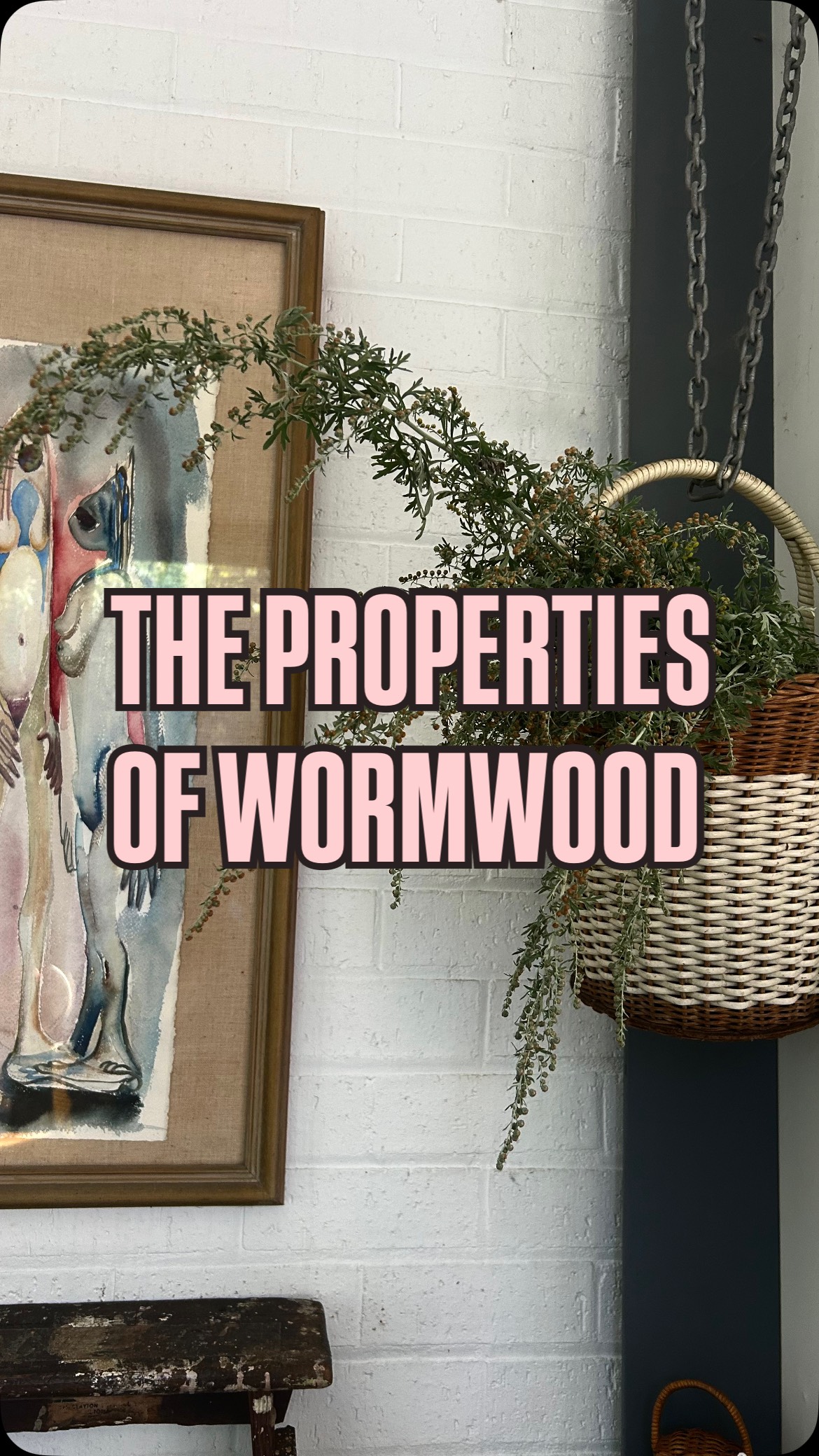 I grew wormwood for the first time this year in a pot & it was incredibly easy. My first harvest is currently drying so I can store in the cupboard for future infusions. It can be used for fevers, stomach upsets & liver issues.
Often sold in parasite cleanses 🥴 this is a gross misunderstanding of what the herb does. Parasites are only present when there is debris for them to clean up & they are particularly good at cleaning up heavy metals. Wormwood doesn’t kill parasites it detoxes heavy metals & other toxins to facilitate pathways of elimination in the body. This herb really aids elimination to promote a healthy terrain. Healthy terrain = healthy microbial life = less “parasites”
Herbs are allies & helpers not soldiers ✌️