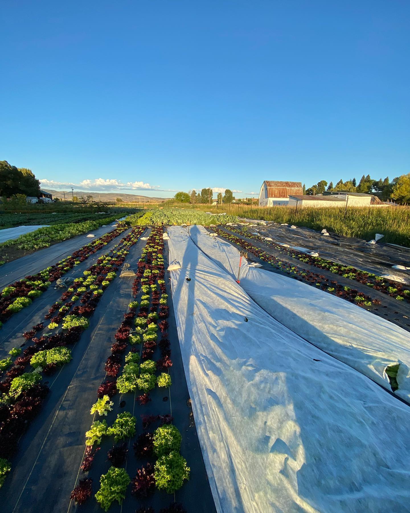 The shadows are starting to get looooooong around here 🍁
This week we finished up the outdoor planting and seeding for the season, which means all eyes are on harvesting, tidying up, and fall projects from here on out.
Seems like just yesterday the first garlic was poking through the snow in April.