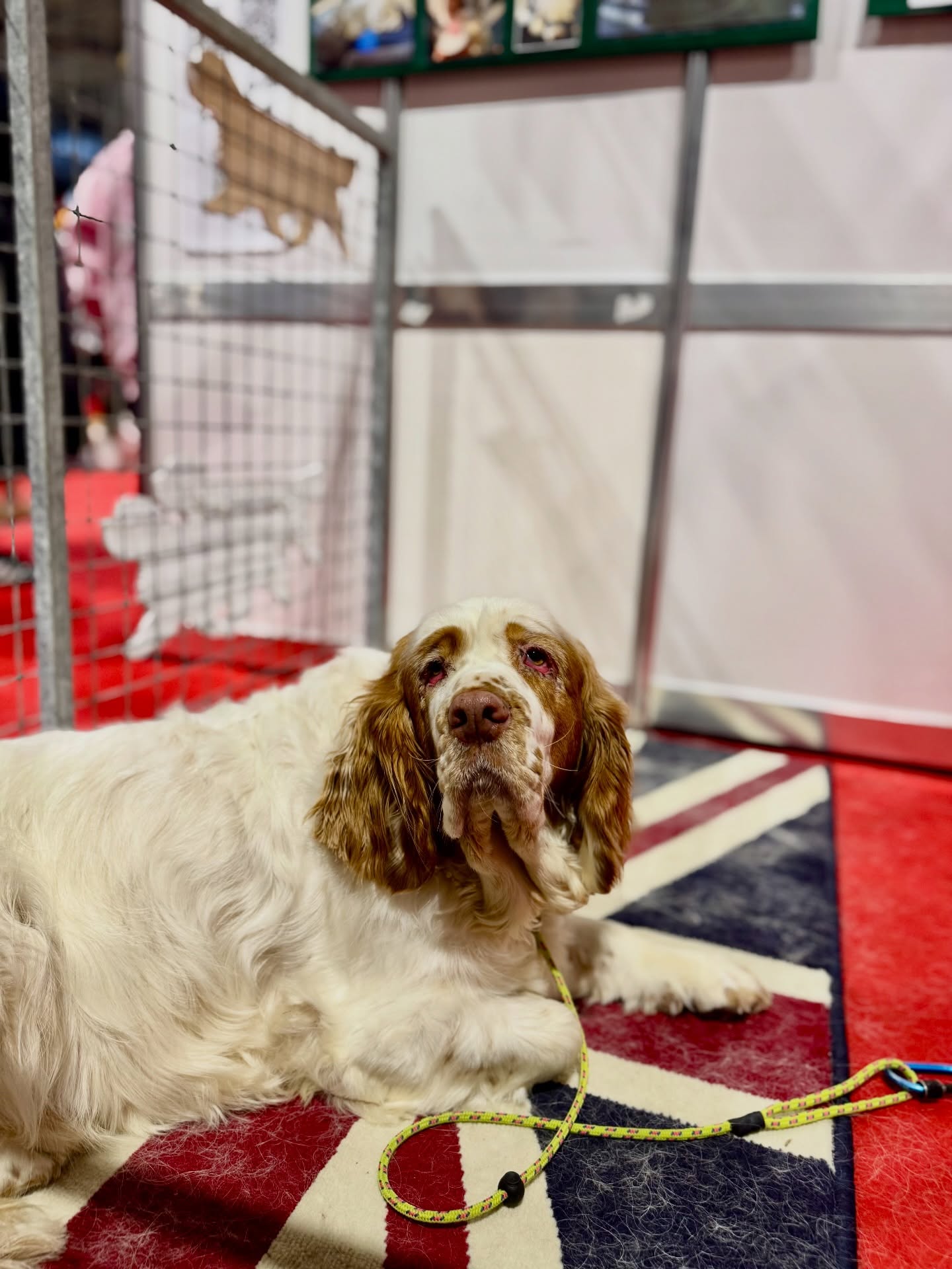 📍Discover Dogs Clumber Booth at @crufts !
✅ @clumberspanielclub application signed and seconded to become CKC member!
✅Shopped until we dropped! Vendors vendors vendors, and so much vet fleece!! (So hard to get in US)
💚 now to prepare to show our favorite Belgium Boy Kip tomorrow— 63 Clumber Entries will be in Hall 2 Ring 11!!
#crufts #discoverdogs #clumberspaniel #rainswayclumbers