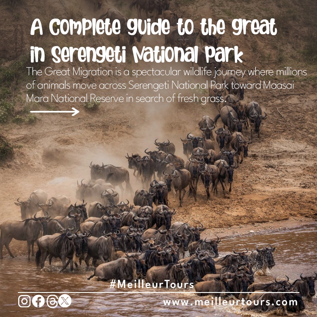 The Great Migration in Serengeti 🌿
Witness one of the most amazing wildlife events on Earth! Every year, millions of wildebeest, zebras, and gazelles move across Serengeti National Park in search of fresh grass and water, traveling between Tanzania and Kenya’s Maasai Mara. 🌍
1️⃣ What Is the Great Migration?
A continuous movement of wildlife covering nearly 1,800 miles! Over 1.5M wildebeest, 200K zebras & 300K gazelles follow seasonal rains in search of grazing.
2️⃣ Where It Happens
Between Serengeti National Park 🇹🇿 & Maasai Mara 🇰🇪 — a wildlife corridor full of life all year.
3️⃣ Calving Season (Jan–Mar)
500,000+ calves are born near Ndutu Plains. Perfect for wildlife photography & predator sightings! 📸🦁
4️⃣ Journey North (Apr–Jun)
Herds travel through central Serengeti — dramatic scenes with thousands of animals moving together! 🌿🐃
5️⃣ River Crossings (Jul–Oct)
The Mara River crossings are intense — crocodiles, steep banks & brave wildebeest make this unforgettable! 🐊🐃
6️⃣ Return South (Nov–Dec)
Fresh grass returns after short rains, and the herds move back south. 🌱
7️⃣ Best Time to Visit
Jan–Mar: Calving in South Serengeti
Apr–Jun: Central plains movement
Jul–Oct: Mara River crossings
Nov–Dec: Herds return south
Why It’s Special
Millions of animals, epic predator encounters, and stunning landscapes — truly “The Greatest Wildlife Show on Earth”! 🌍🦓
📞 Plan Your Migration Safari:
📲 WhatsApp: https://wa.me/255744391567
📧 Email: meilleurtours@gmail.com
🌍 Website: www.meilleurtours.com
#Serengeti #GreatMigration #TanzaniaSafari #WildlifePhotography #AfricanSafari #NatureLovers #TravelAfrica #WildebeestMigration #MaasaiMara #SafariAdventure