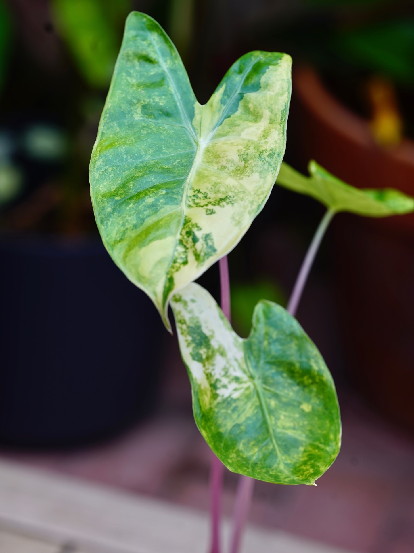 Alocasia ‘Pink Dragon’ Aurea - Stunning yellow splashes of variegation on its large arrow shaped leaves. Couple that with its signature pink stems and you’ve got an absolute weapon.