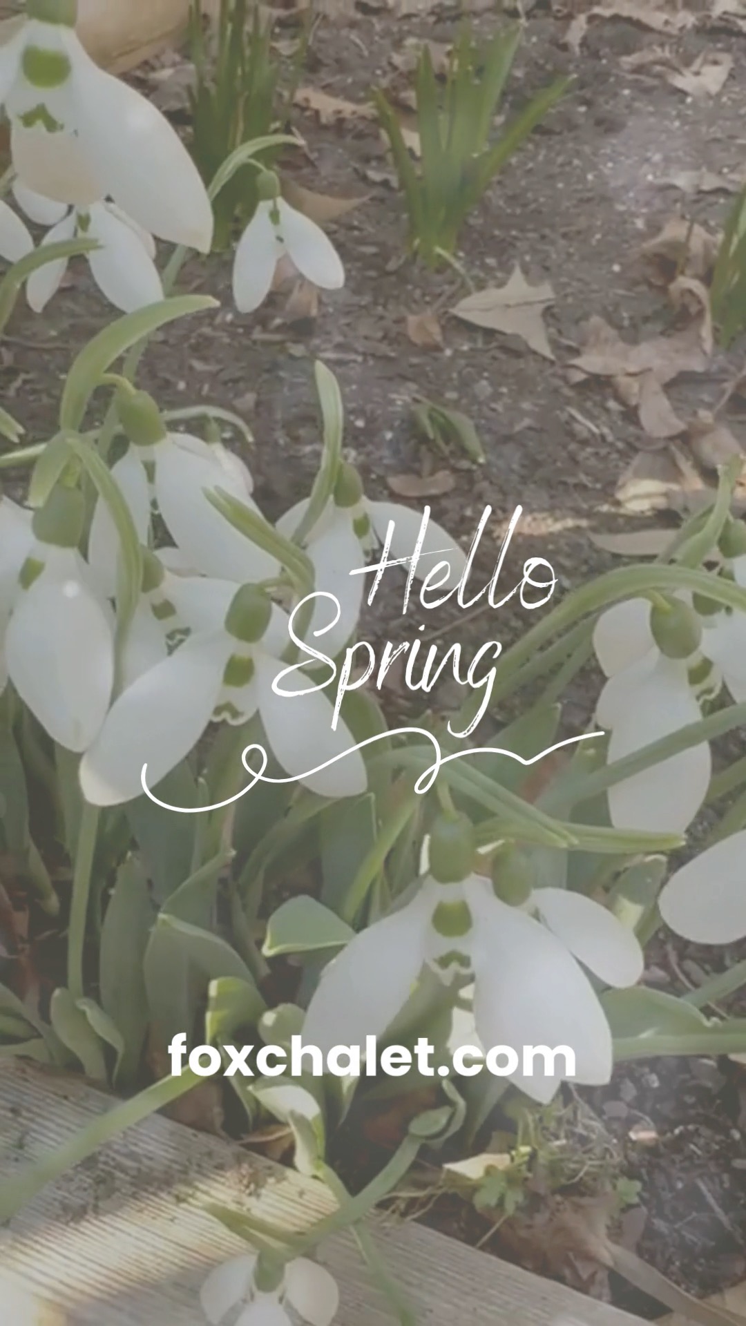 🇷🇴
Primăvara începe să se simtă pe Valea Sălătrucului.
Cărările încep să fie uscate, iar pâraiele de munte curg pline după o iarnă bogată în omăt. Aerul e proaspăt, pădurea se trezește, iar drumețiile devin din nou o bucurie simplă.
Fox Chalet vă așteaptă pentru zile liniștitela poalele Munților Stânișoarei.
🇺🇸
Spring is beginning to arrive in the Salatruc Valley.
The forest trails are slowly drying after winter, and the mountain creeks run full after a generous snowy season. The air is crisp, the forest is waking up, and hiking becomes a simple joy again.
Fox Chalet welcomes you for quiet days at the foothills of the Stanișoara Mountains.
🔗// Learn more in our bio link
#FoxChalet | #Bucovina | #SalatrucValley | #StanisoraMountains | #DiscoverRomania | #SpringInTheMountains | #NatureRetreat | #SlowTravel | #HiddenRomania | #MountainEscape #theroadtofoxchalet #regenrativetourism