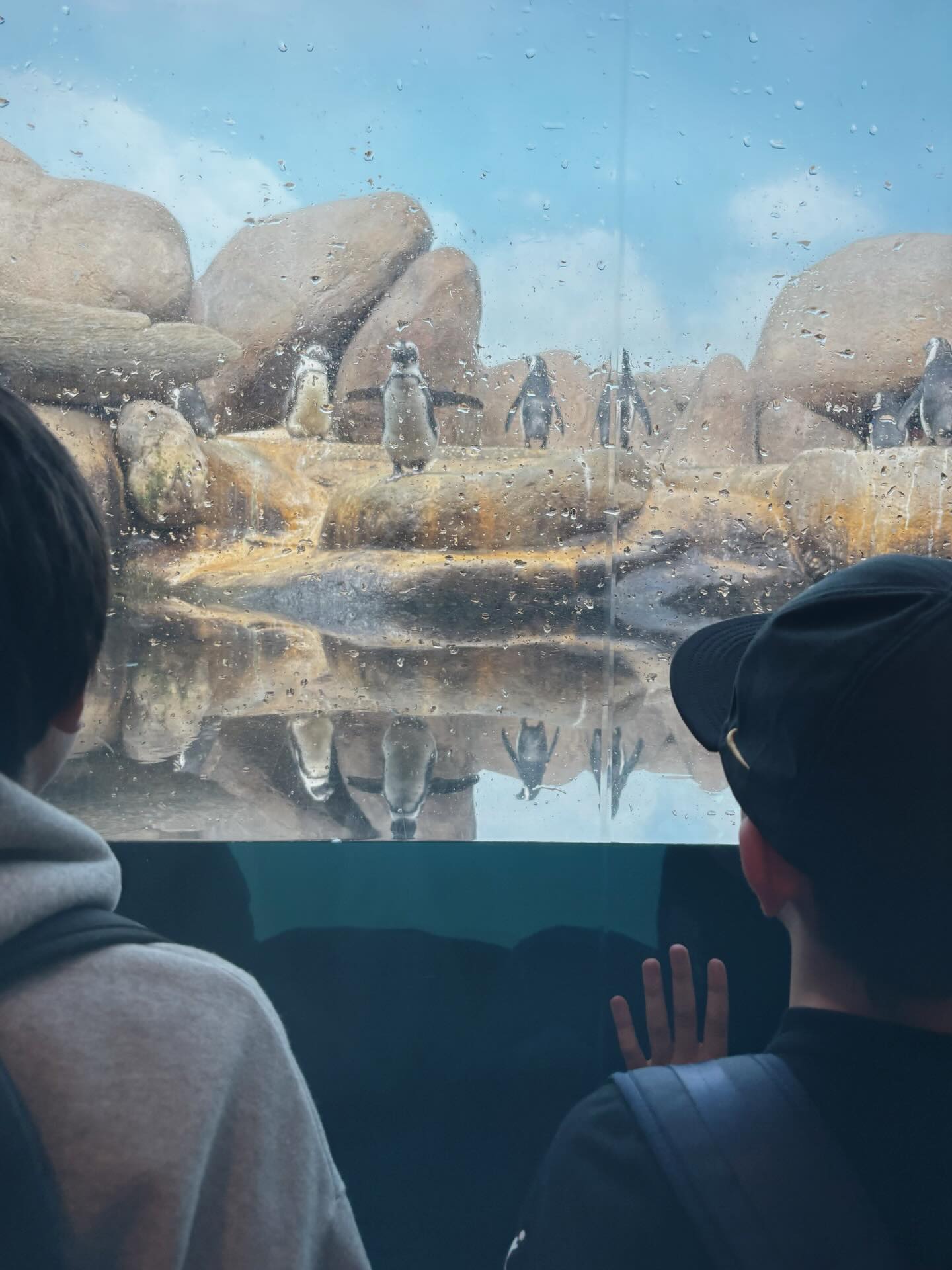 Students visit @calacademy
#sfschoolhouse