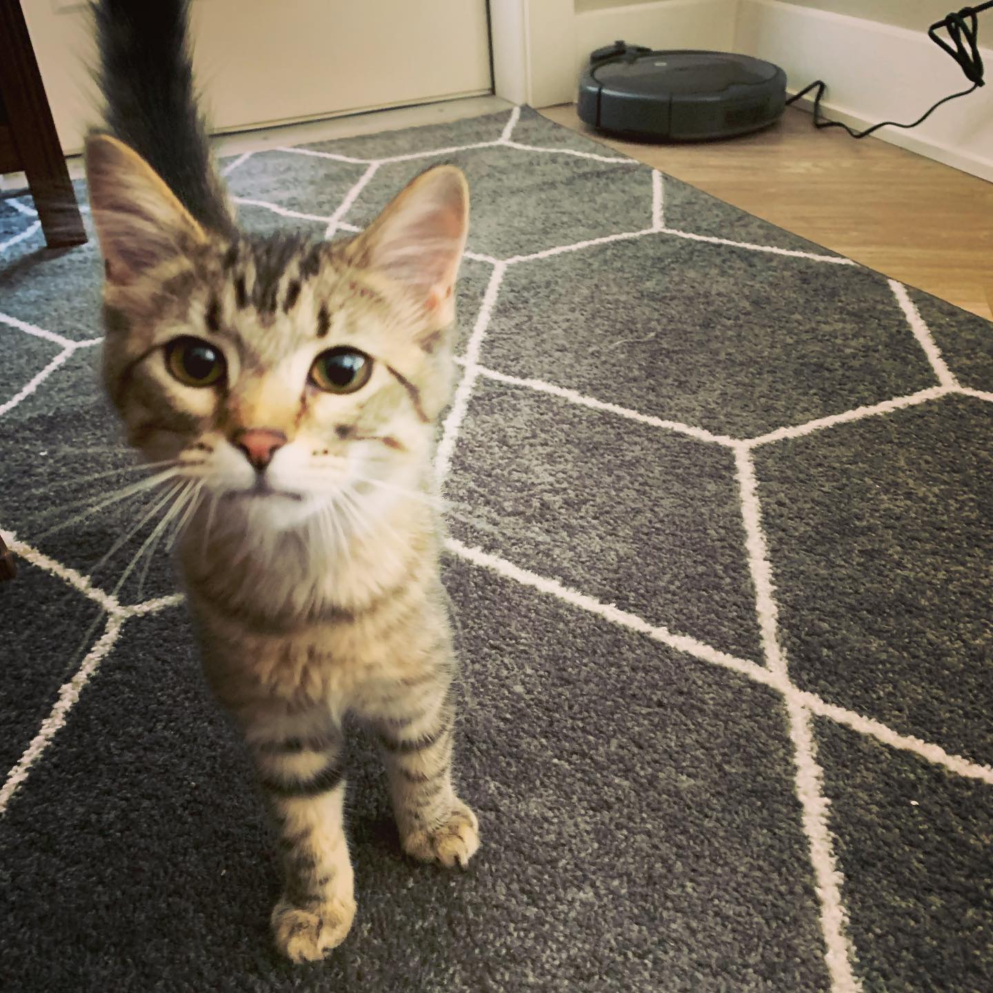 Cat sitting little Monica and her brother Burch. Burch was a little camera shy 😀