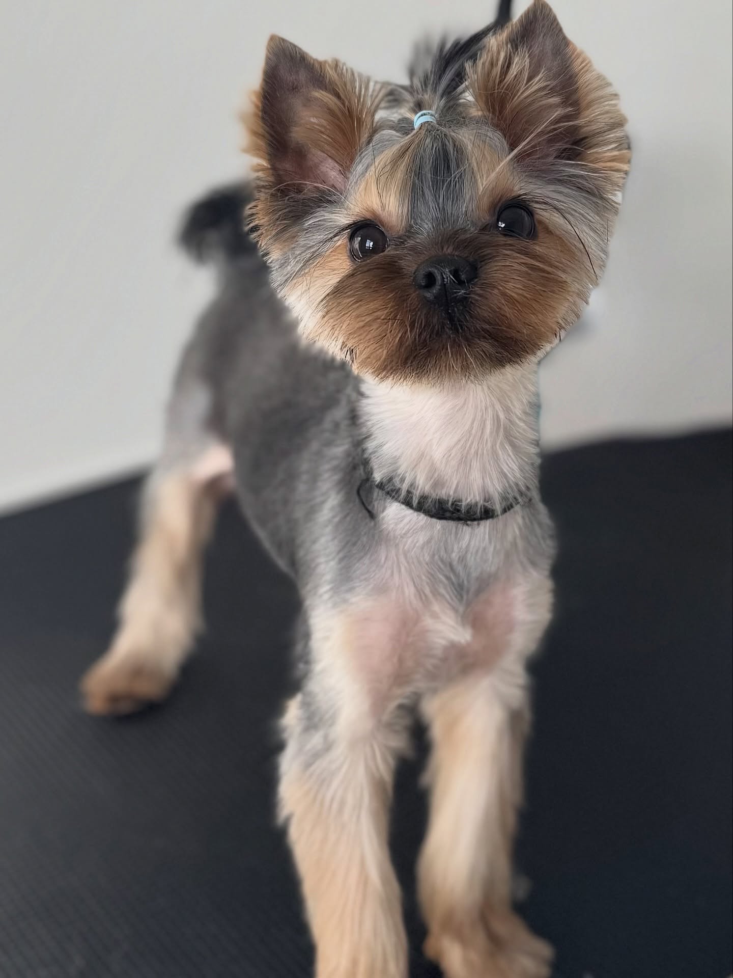 Remi (stud) came today for his groom. What a handsome boy he is!