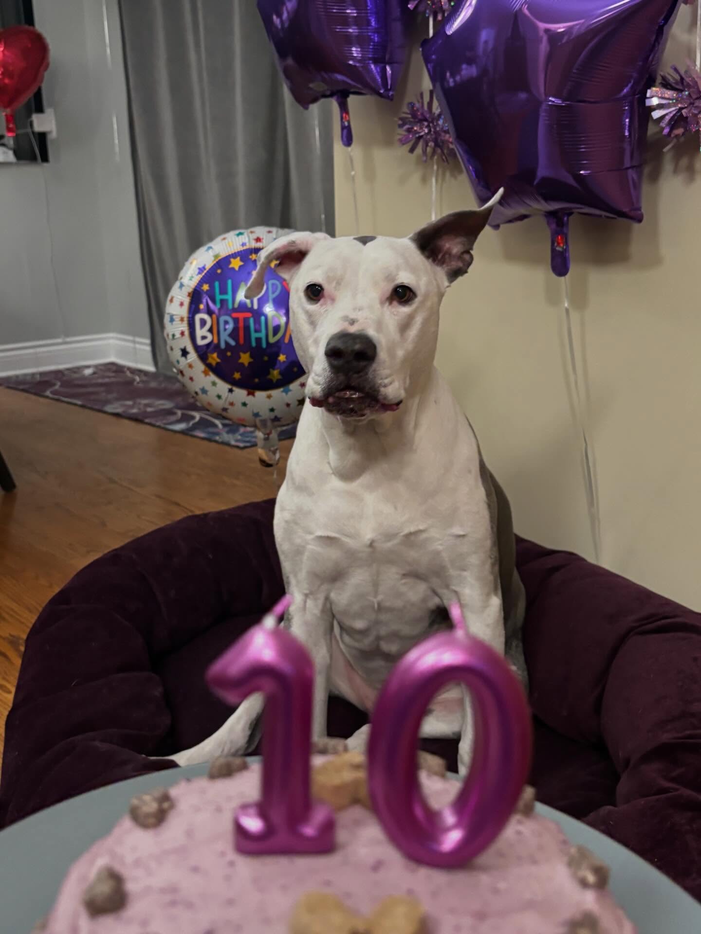 A little late, but the love is right on time! Happy belated bark-day to one of our favorite patients Roxy! ❤️🐶