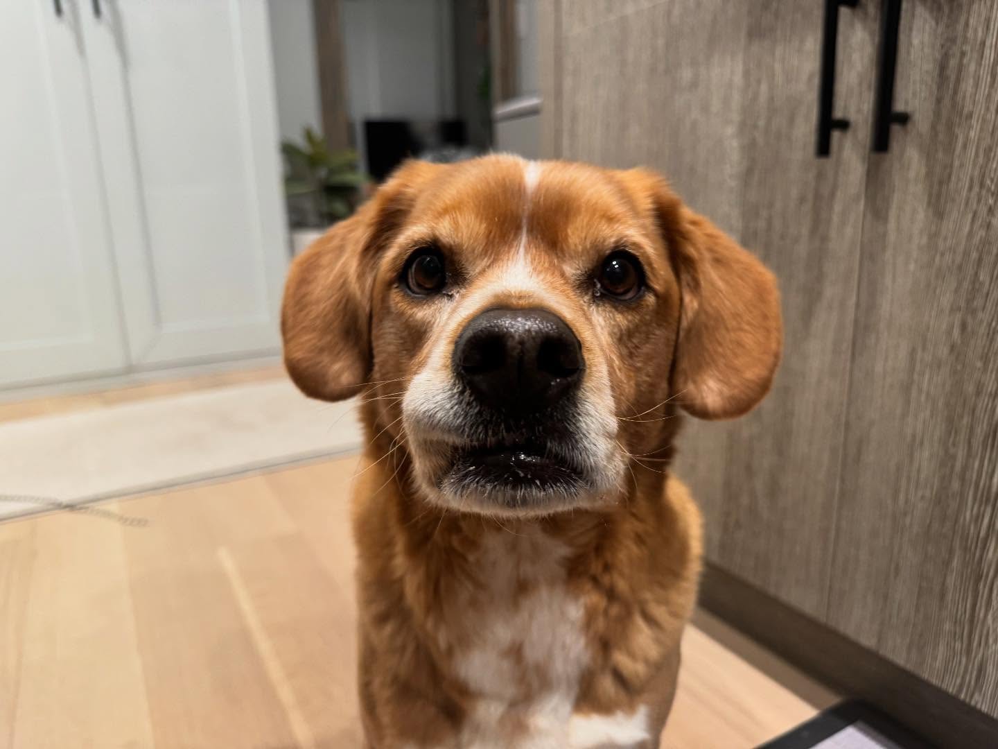 Dexter wanting a treat! π¦΄