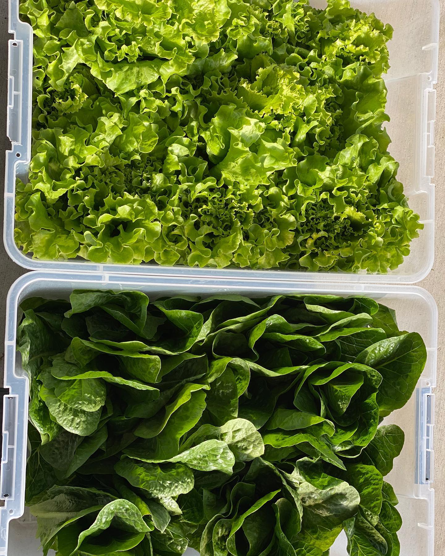 Some recent deliveries were made to Julii’s in Pike and Rose and Il Canale in Washington DC! #naturallygrown #sustainable
