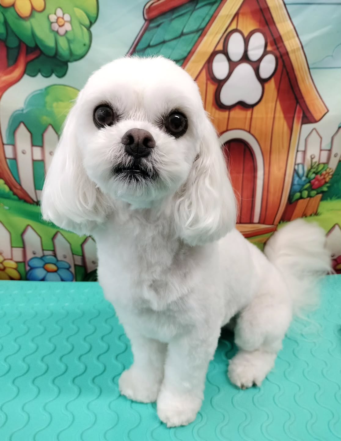 Cute Zena after her groom today đ„°
#doggroomer #freshcut #clean #beautiful