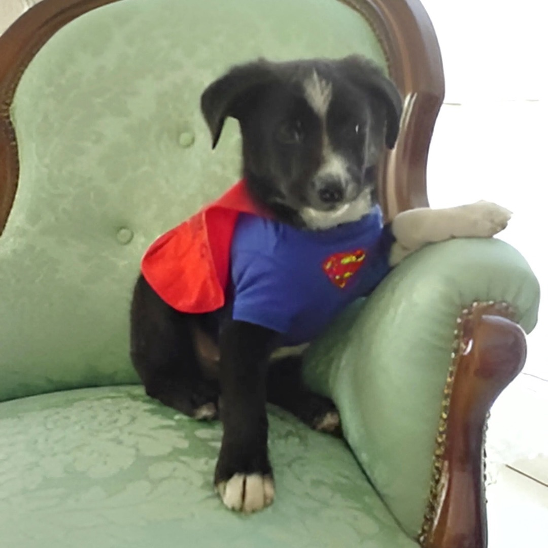 We continue to be humbled and blessed with an abundance of gratitude with every review and kind word we receive from our clients.
Each keepsake we produce carries the love and memories of your cherished ones, and knowing that we’ve been able to help in any small way inspires us to keep going.
Thank you Erica & Family for entrusting us with Milo’s keepsakes and for your review ❤️
Fiercely proud that our reviews are never paid for in money or in kind🔥
www.mymemorybeads.com
Keepsakes made with Italian Glass & Jewellery Resin.
Cremation Ashes | Breast Milk | IVF Straws | Umbilical Cords | Fur | Hair | Soil | Flowers | Blood & So Much More 🎐
©️ Copyright My Memory Beads. All Rights Reserved.
#MemorialKeepsakesMalaysia #petashesjewellerymy #petashesjewelrymalaysia #memorialkeepsakesMY #keepsakesmy #petashesjewelrysingapore #宠物纪念品 #宠物毛发珠子品手工 定制 #宠物纪念品 #宠物饰品
#宠物礼物 #petashespendantsg #宠物毛发马来西亚#petashespendantmalaysia #宠物纪念系列马来西亚
#KeepsakesMalaysia #MemorialKeepsakesSingapore #memorialkeepsakesSG #keepsakessg
#宠物纪念首饰马来西亚 #Keepsakessingapore #petfurjewellerymalaysia #petfurjewelrysingapore #cremationjewellerymalaysia #cremationjewelrysingapore #petexpomalaysia #petexpomalaysia2025 #petexposingapore #singaporepetfestival2025 #宠物毛发珠宝马来西亚#rememberinglovedonesmalaysia