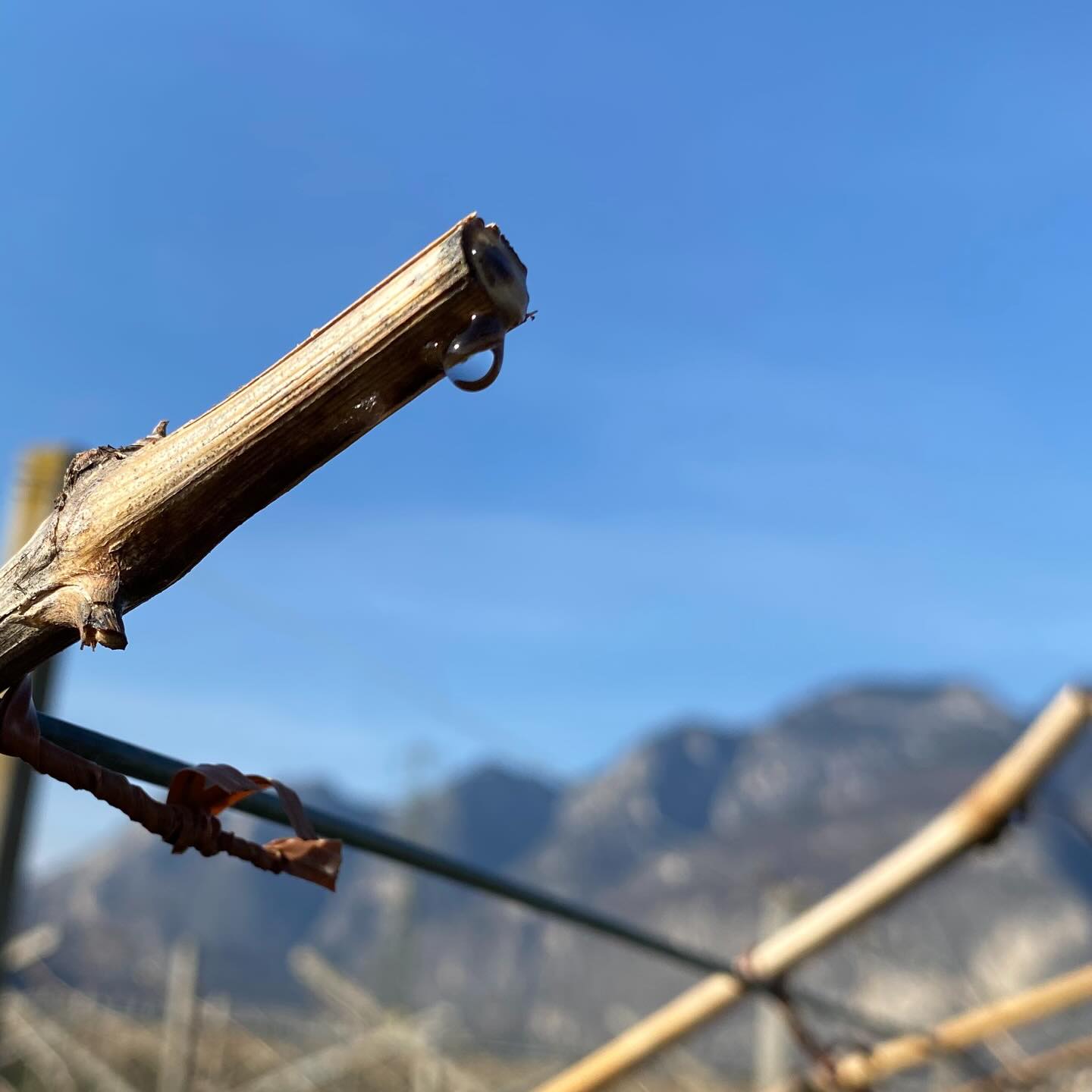 Le prime lacrime della vite. Con l’aumento delle temperature e la ripresa dell’attività radicale, la linfa torna a scorrere nei tralci potati. Questo fenomeno naturale segna l’inizio del nuovo ciclo vegetativo della vite e l’avvio della stagione in vigneto. Siamo in Piana Rotaliana, nella nostra parte dei vigneti a fondo valle. Qui la ripresa riparte con qualche giorno di anticipo.