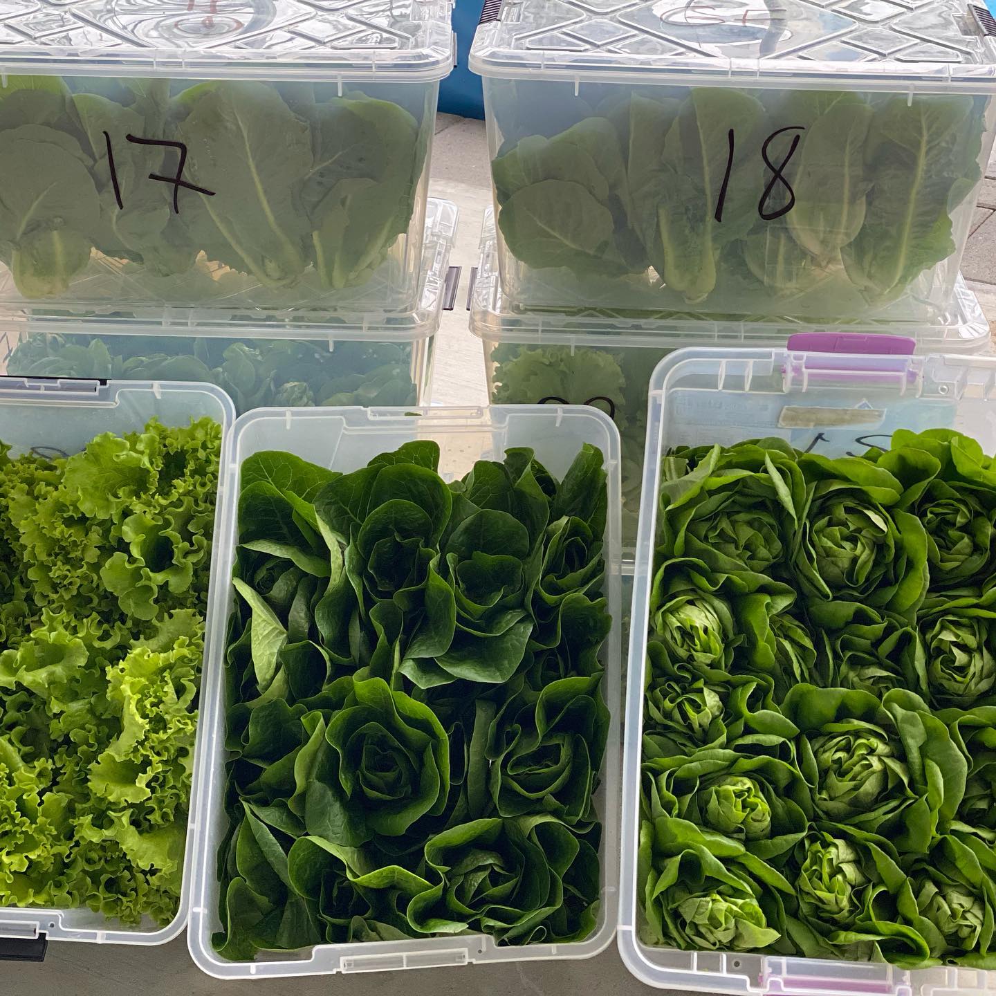Try our greens at Cafe Milano and Martin’s Tavern in Washington DC and Julii in Pike and Rose. #pesticidefree #herbicidefree #naturallygrown #locallygrown #dailyharvest