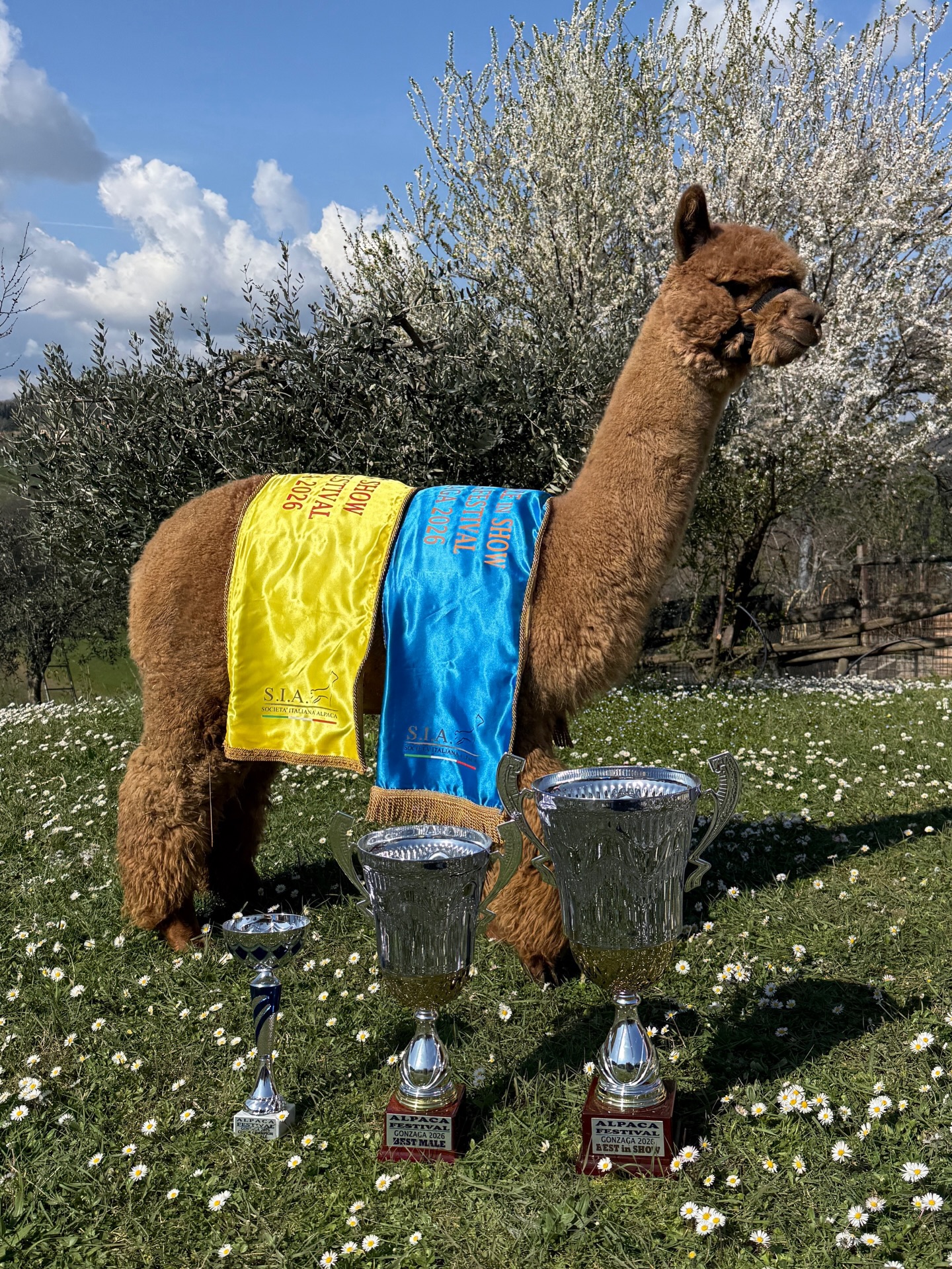 🌸Il 7 e 8 Marzo 2026 abbiamo preso parte all’Alpaca Festival che si è tenuto a Gonzaga presso la Fiera Millenaria.
Siamo orgogliosi dei risultati del nostro piccolo team di alpaca, 4 femmine e 4 maschi che hanno ottenuto ottimi risultati. Quest’anno siamo stati onorati dalla presenza del giudice peruviano José Berdejo che ci ha illuminato con il suo punto di vista sull’alpaca.
É stato davvero bello mostrare i nostri animali ad un giudice che proviene dalla terra madre degli alpaca e ricevere i suoi commenti sul nostro lavoro.
Signor Teddy Della Foglia si è aggiudicato di nuovo il BEST IN SHOW dopo averlo già ricevuto lo scorso ottobre da un giudice certificato negli Stati Uniti.
Quello che ci fa davvero essere grati è che i nostri animali vengono premiati con giudici provenienti da tutto il mondo, Stati Uniti, Australia, Perù!
Forse significa siamo sulla buona strada ✨🌸
Ringraziamo la @societa_italiana_alpaca per aver organizzato un evento così importante dedicato agli allevatori di alpaca in Italia.
🥇1º posto Boston Della Foglia, maschi fawn 6-12 mesi
🏆BEST CRIA IN SHOW
🥇1º posto Signor Teddy Della Foglia, maschi fawn +36 mesi
🏆COLOR CHAMPION FAWN MALE
🏆BEST MALE
🏆BEST IN SHOW
🥈2º posto Bazooka Della Foglia, maschi brown 6-12 mesi
🥇1º posto Vulcano Della Foglia, maschi 24-36 mesi
🏆COLOR CHAMPION GREY MALE
🥇1º posto Valchiria Della Foglia, femmine white 24-36 mesi
🏆COLOR CHAMPION WHITE FEMALE
🥇1º Nerissa Di Piani Degli Alpaca, femmine light fawn 12-24 mesi
🏆COLOR CHAMPION LIGHT FAWN FEMALE
🥉3º posto Anita Di Piani Degli Alpaca, femmine fawn 12-24 mesi
🥇1º posto Ullalla Della Foglia, femmine brown +36 mesi
🏆COLOR CHAMPION BROWN FRMALE
🥇1º posto PROGENIE STALLONI, Flanders Balthazar ET
Show Fibra:
🥉3º posto Valchiria Della Foglia, white 12-24 mesi
🥇1º posto Taipei Della Foglia, white +36 mesi
🥈2º posto Anita Dei Piani Degli Alpaca, fawn 6-12 mesi
🥇1º Signor Teddy Della Foglia, fawn +36 mesi
🏆RESERVE COLOR CHAMPION
🥇1º Atomic Della Foglia, grey 6-12 mesi
🏆COLOR CHAMPION GREY
🥇1º Vulcano Della Foglia, grey 12-24 mesi
🥇1º Universe Della Foglia, fawn 24-36 mesi
#alpaca