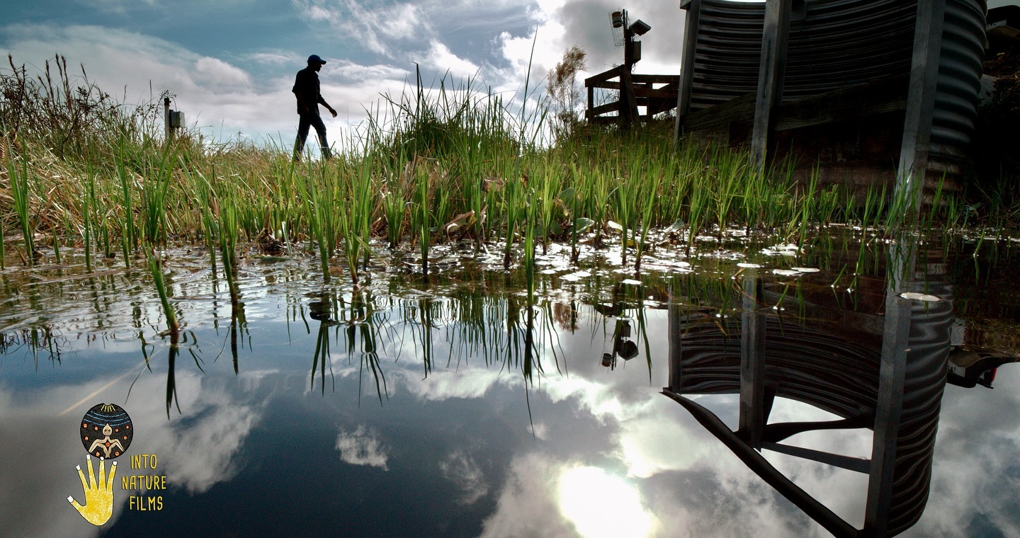 When filming in the Everglades, one must balance getting wet while keeping electronics dry. 🧘🐊
Into Nature Films/Jennifer Brown had a great shoot this week with @archboldstation ecohydrologist Dr. Amartya Saha for our new film.
‘Where the Water Runs’ (working title) explores how ranches in the headwaters contribute to Everglades Restoration by holding water back in the wetlands (the kidneys of nature, according to Amartya).
Historical tidbit: Jennifer and Amartya both began their Florida swamp adventures down in the rare pine rocklands of Everglades National Park.