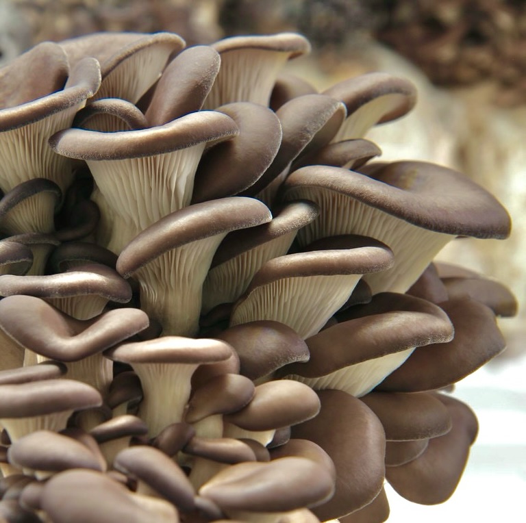 Mushroom Monday π
Blue Oyster (Pleurotus ostreatus) β one of the most versatile mushrooms in the kitchen.
From tacos to stir-fries, its meaty texture and umami flavor make it a chef favorite.
Grown fresh in the Redlands of Miami through regenerative farming. π±
