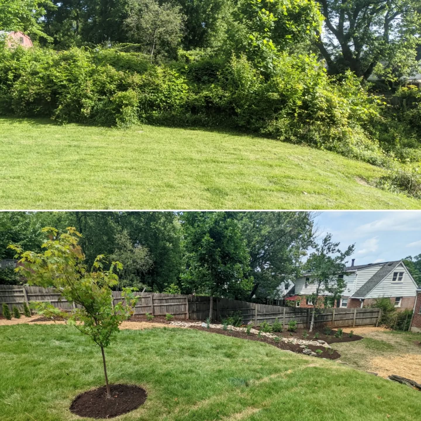 😑 Jumanji 😑
This transformation is a perfect example of how a project may take a few years to mature. Most of the vegetation removed was invasives like honeysuckle, pepper vine or poison ivy, which will all try to make a resurgence while our perennials spread and the shrubs fill out.
This summer our client will get to enjoy a backyard of blooms instead of an ominous jungle...
#sustainablesights