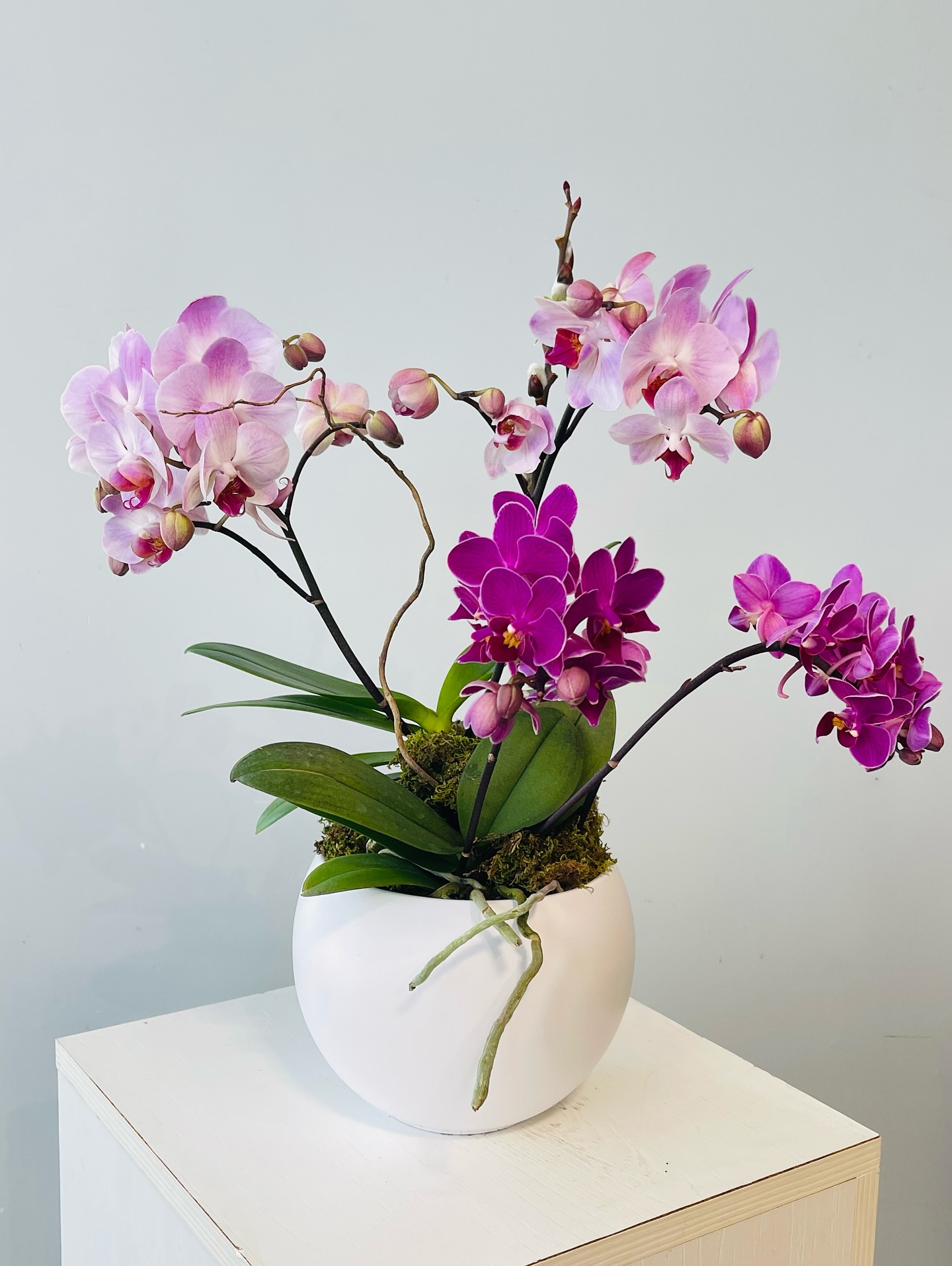 Tuesday’s quiet bloom: gradient orchids, slow and sweet.
Growth doesn’t rush—just shows up, petal by petal.
✨ #petalwoodfloraldesign #orchidlove #halifaxflorist #tuesdayblooms #orchid