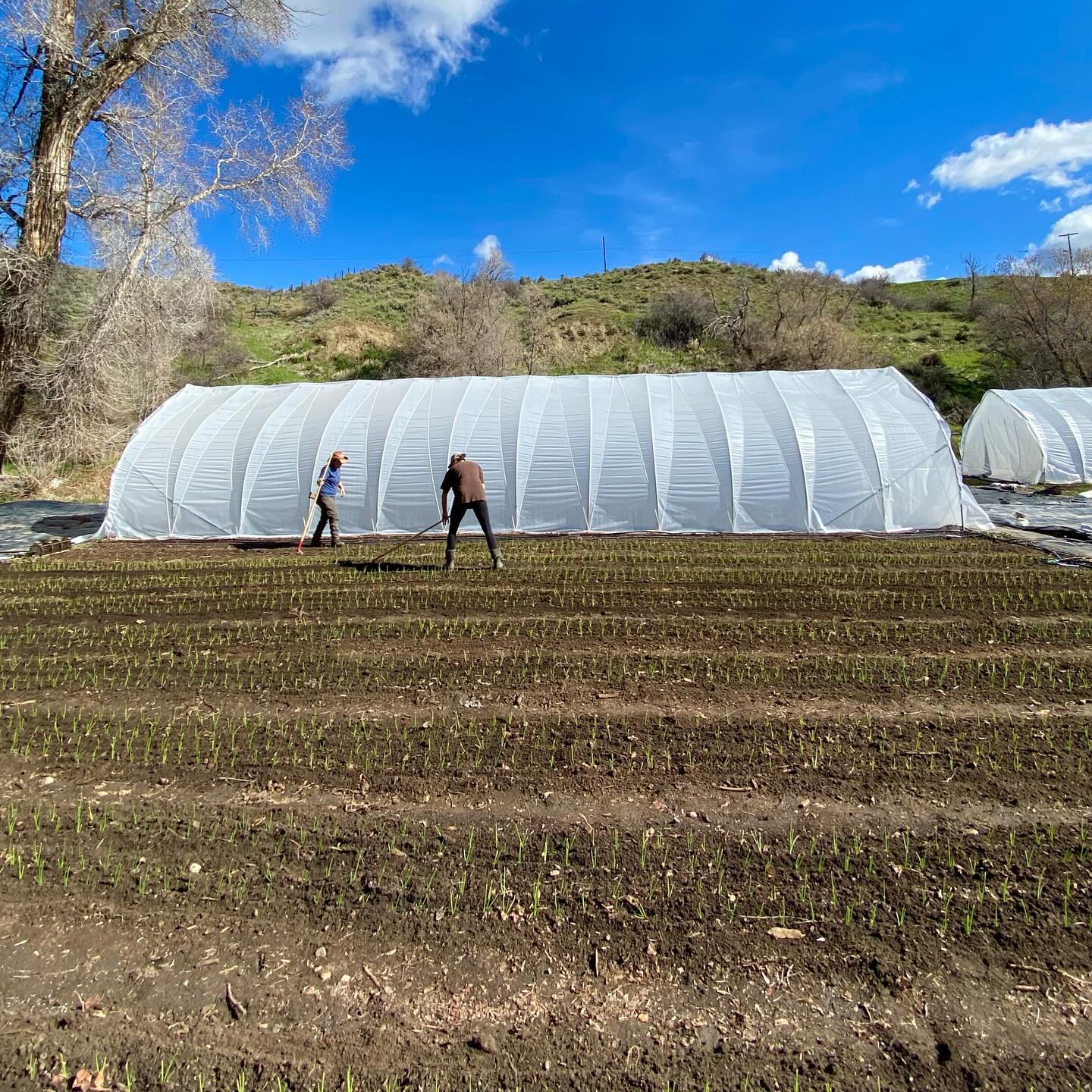 Waking up excited and going to bed exhausted is the sign of a day well spent.
Got the first round of cultivating done today on the early carrots, onions, and sugar snap peas. We’re just about in the thick of it now 🫡 lots to do every day!