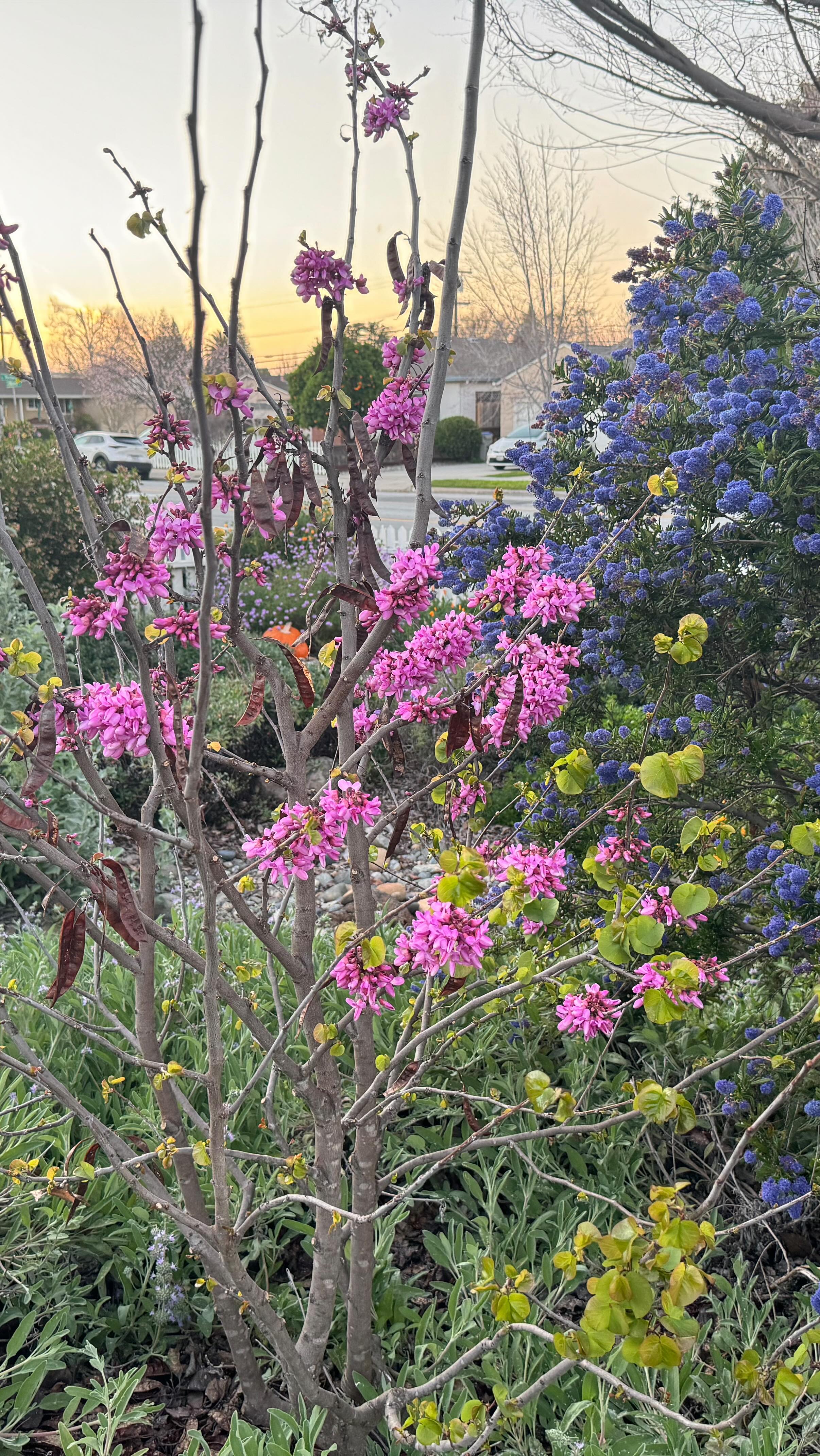 Take a late winter walk through Golden State Gardens’ demonstration garden. Our demonstration garden is open to the public on 4/17/26 from 10-4. Visit @cnps.scv Growing Natives Garden Tour for more info.
🌳
#landscapedesigner #californialandscapedesign #sustainablelandscapedesign #sanjosécalifornia #urbangardener