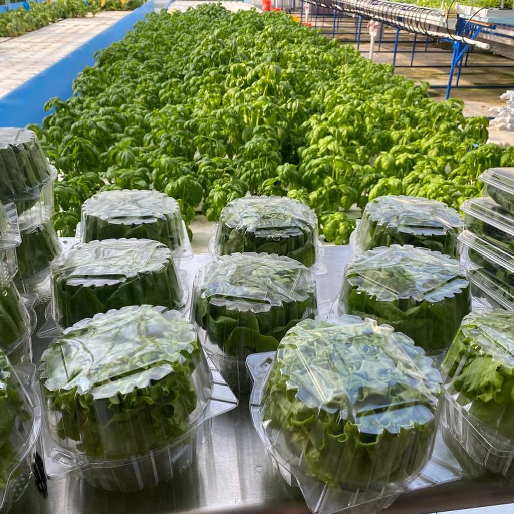 Harvesting and packing our beautiful lettuce and basil for Harris Teeter