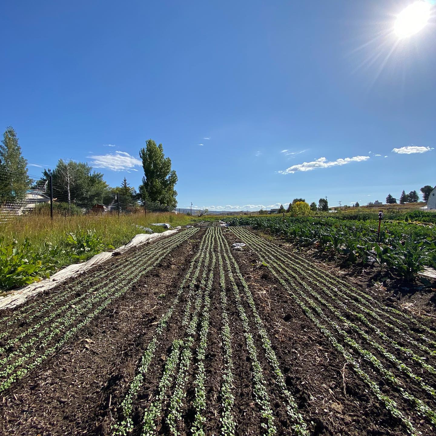 Tomorrow’s the most bittersweet day of the year…the last @steamboatfarmersmarket of the season. What a season it’s been, we’ve felt the love for sure. We’d love to see you one more time out there! It’ll be a beautiful day and the veggies will be crisp. ✌🏻