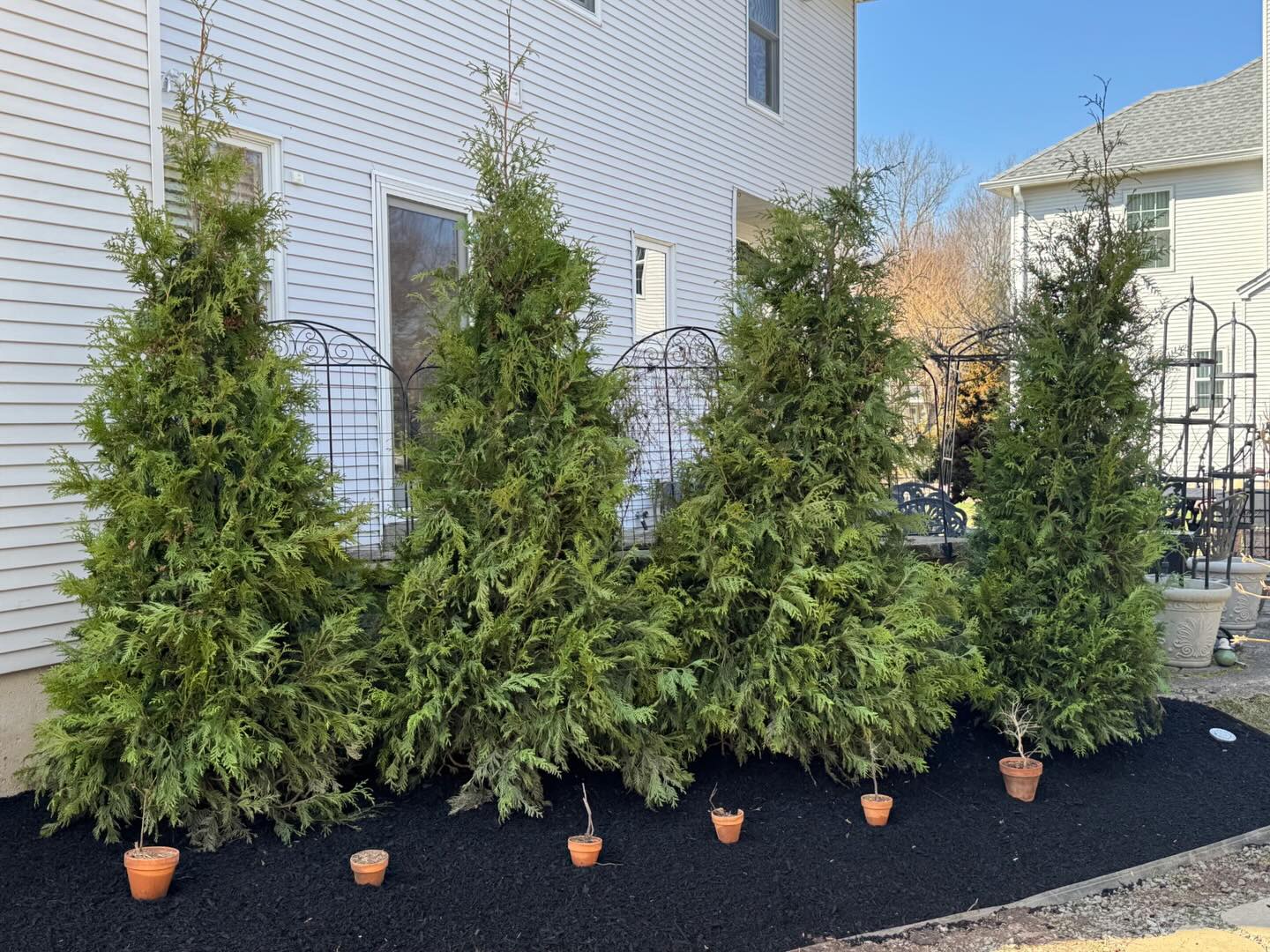 After β‘οΈ Before
Today we removed old, damaged arborvitae that were leaning and overgrown. After cutting them down and grinding the stumps, we installed new Green Giant Arborvitae to create a fresh privacy screen.
Finished it off with new mulch to clean up the bed and help the trees establish.
Big improvement for this yard.
#beforeandafter #landscaping #arborvitae #privacytrees #yardupgrade