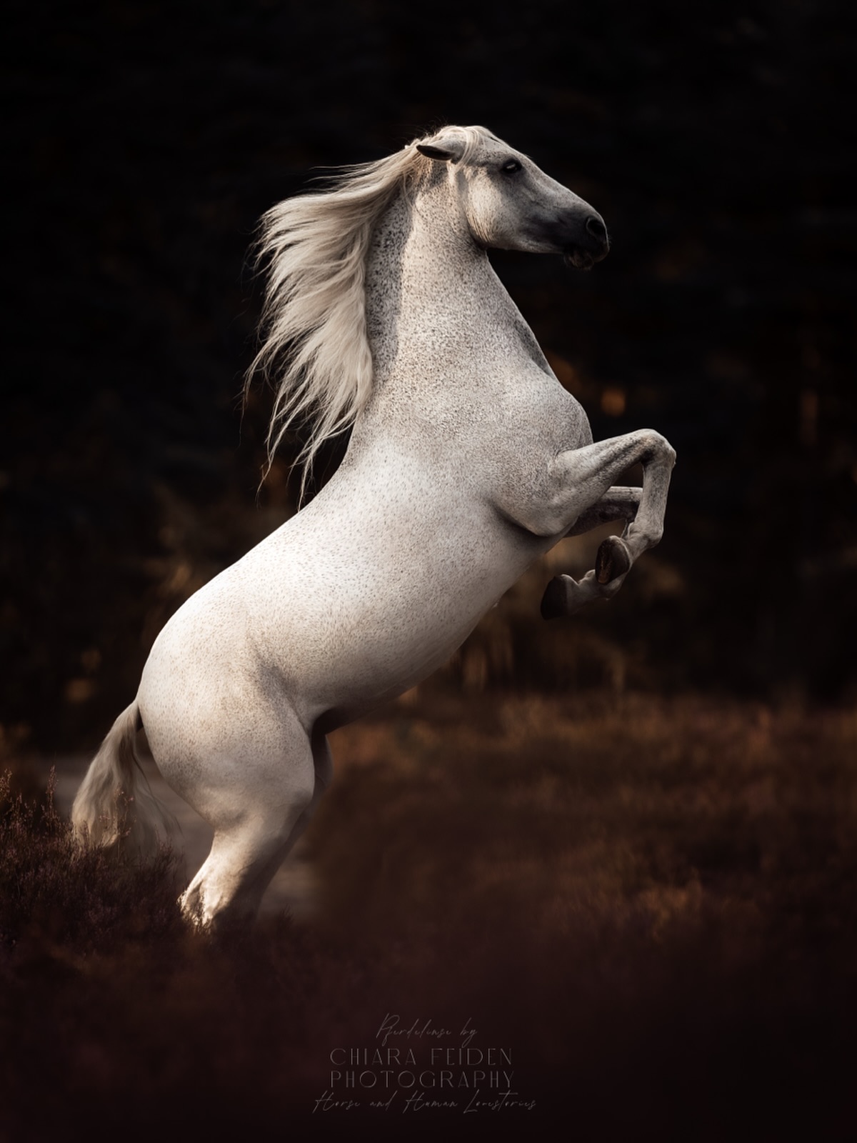 ESTELLA 🫶🏼🦄💫
@art_of_riding_ 💓
(C)pferdelinse