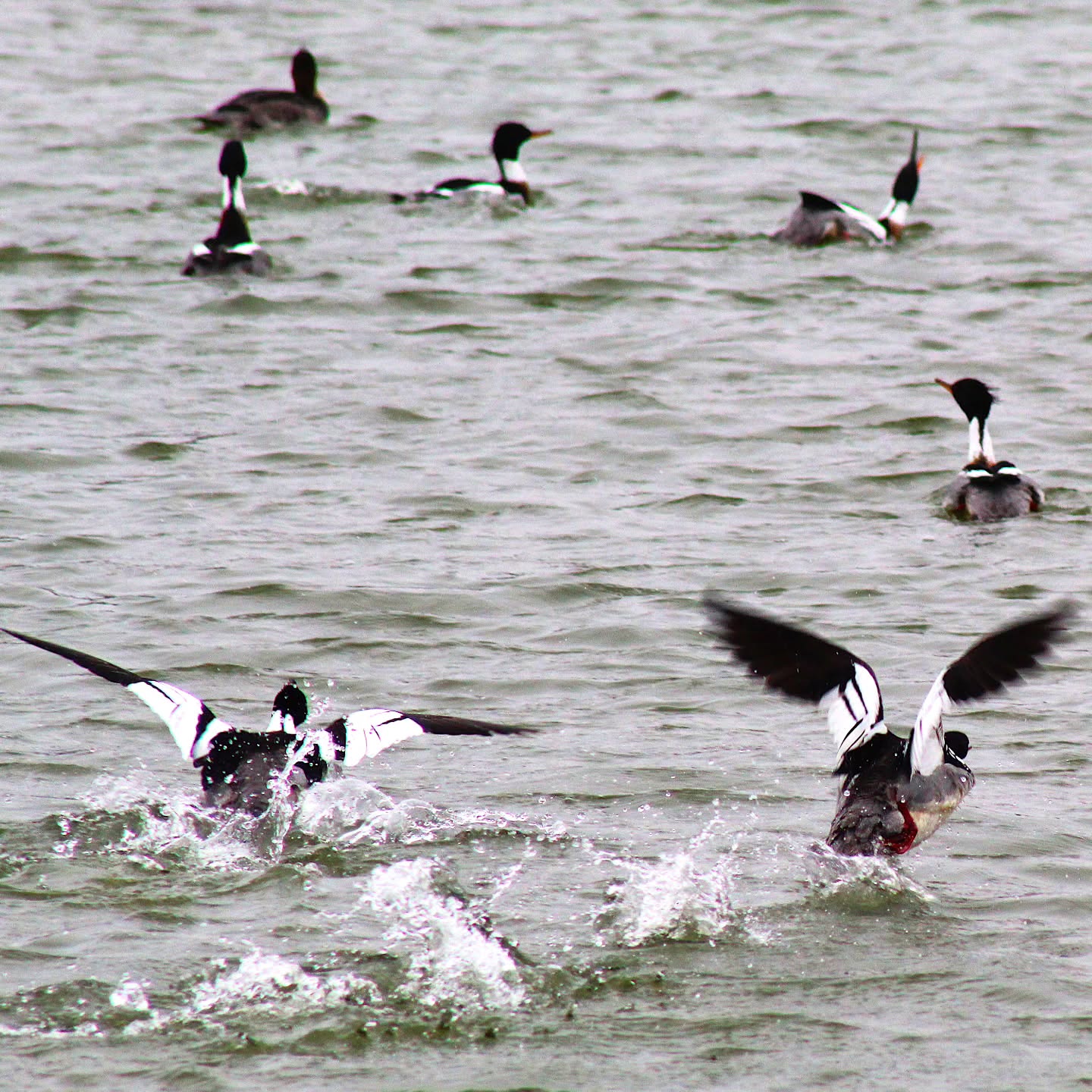 Lake Oakton has been hosting about 100 red-breasted mergansers (Mergus serrator) as they engage in their elaborate courtship behaviors. Lots of flirting going on out there!