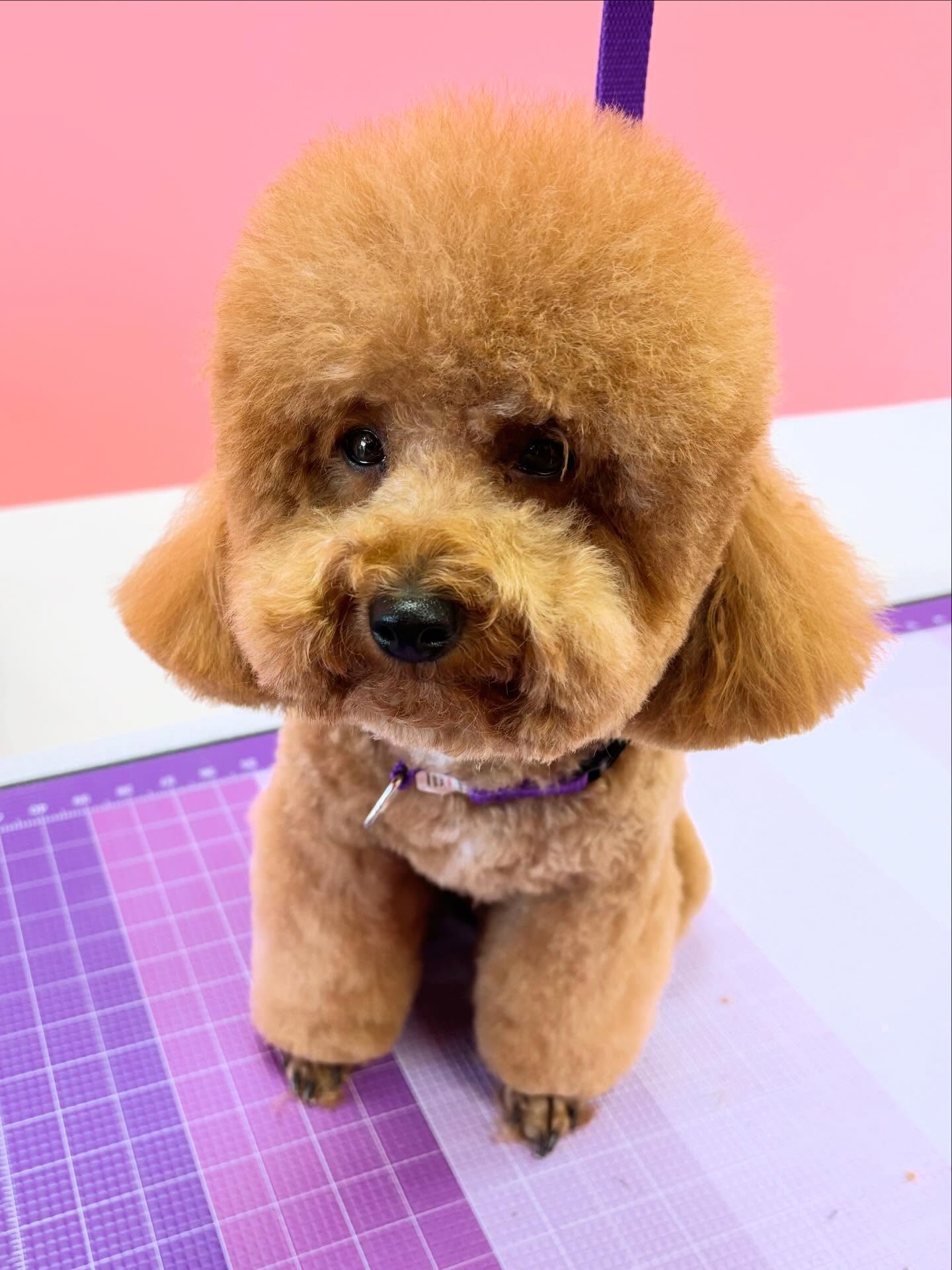 We love having little poos over at TreatUrPups!