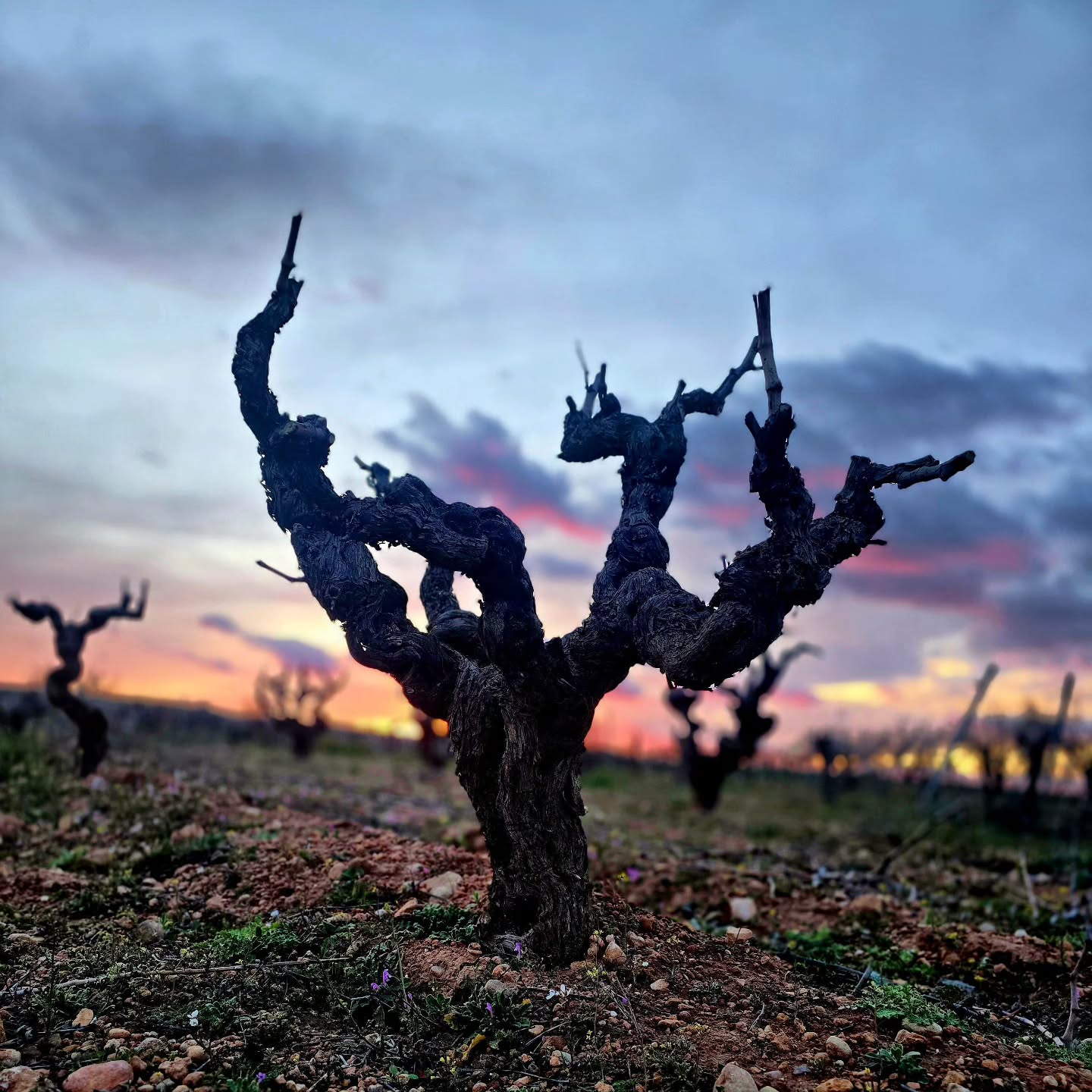 Viñas viejas aún desnudas, aún silenciosas… pero llenas de vida bajo la superficie.
En estos suelos calizo-arcillosos de los Altos Levantinos de Utiel-Requena, las viejas cepas de Bobal se preparan para un nuevo ciclo. Sus troncos retorcidos guardan décadas de memoria, esperando pacientemente los primeros signos de la primavera.
Los grandes vinos empiezan mucho antes de que aparezca la uva
.
.
.
🇺🇸
Old vines at dusk.
Still bare, still quiet… yet already alive beneath the surface.
In these calcareous soils of the highlands of Utiel-Requena, century-old Bobal vines prepare for another cycle. Their twisted trunks carry decades of memory, patiently waiting for the first signs of spring.
Great wines begin long before the grapes appear.
.
.
.
#vinamemorias #wine #passover #pessach #bobal